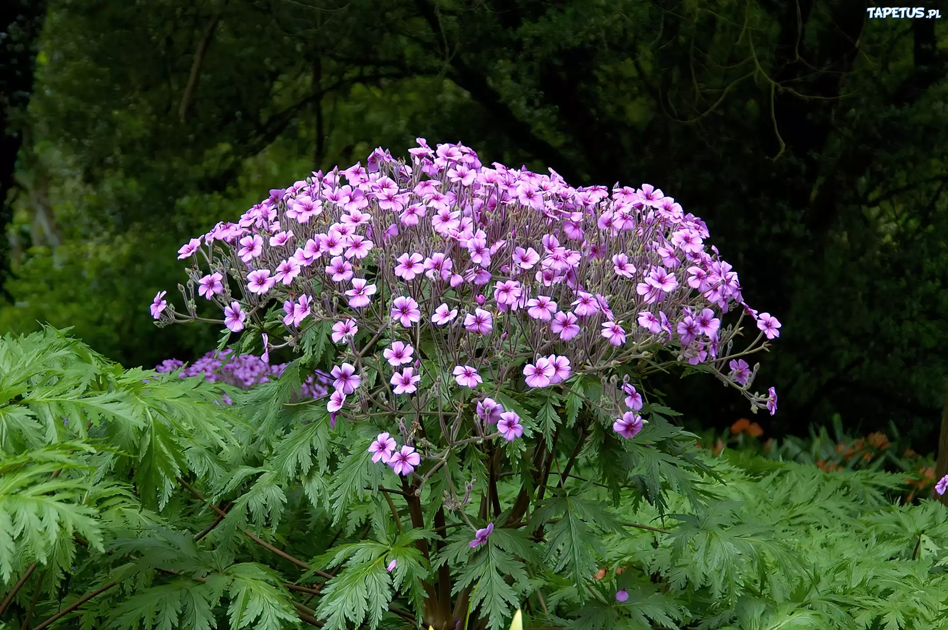 Kwiatki, Liście, Pelargonia