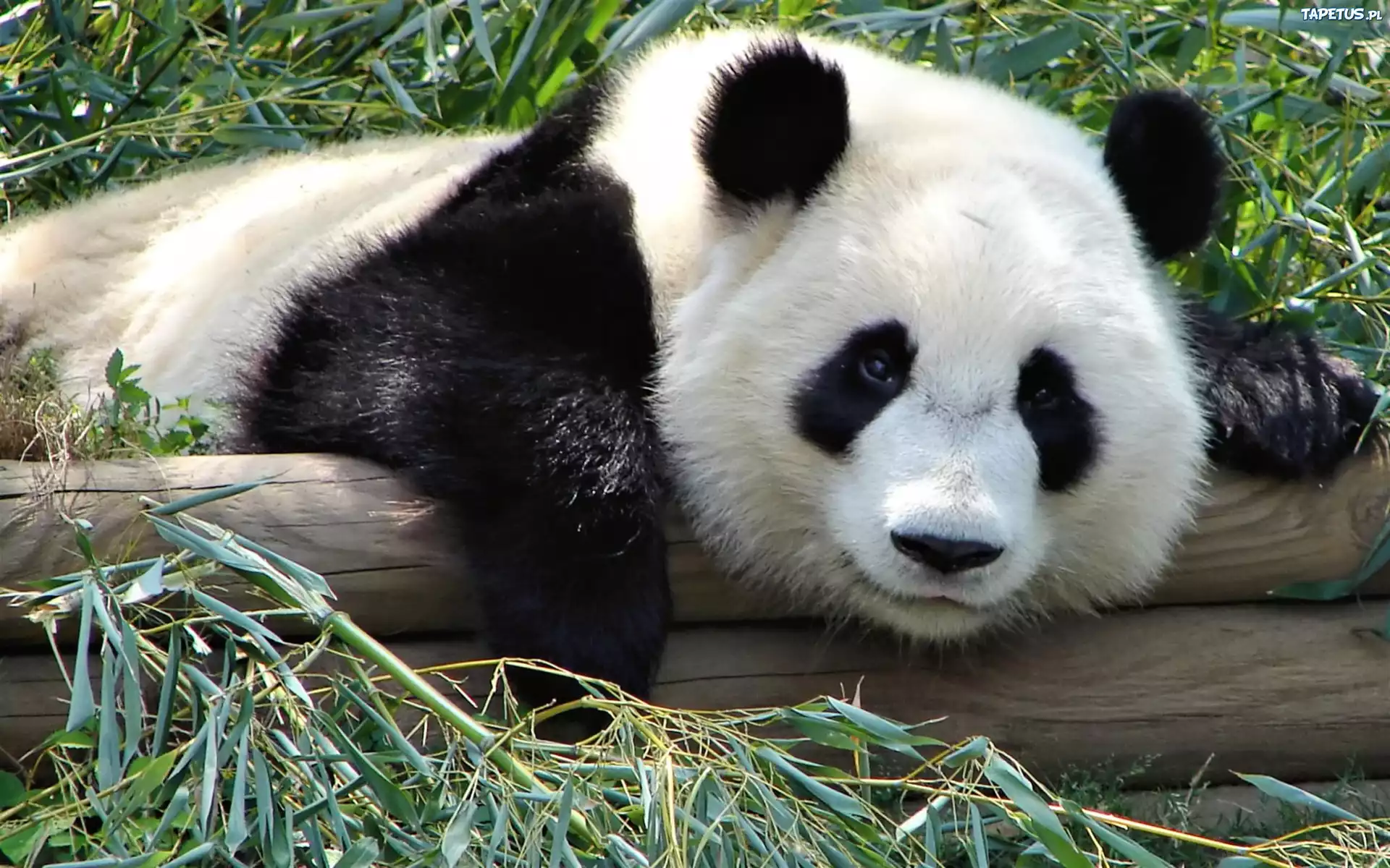 Miś, Panda, Drewniane, Belki