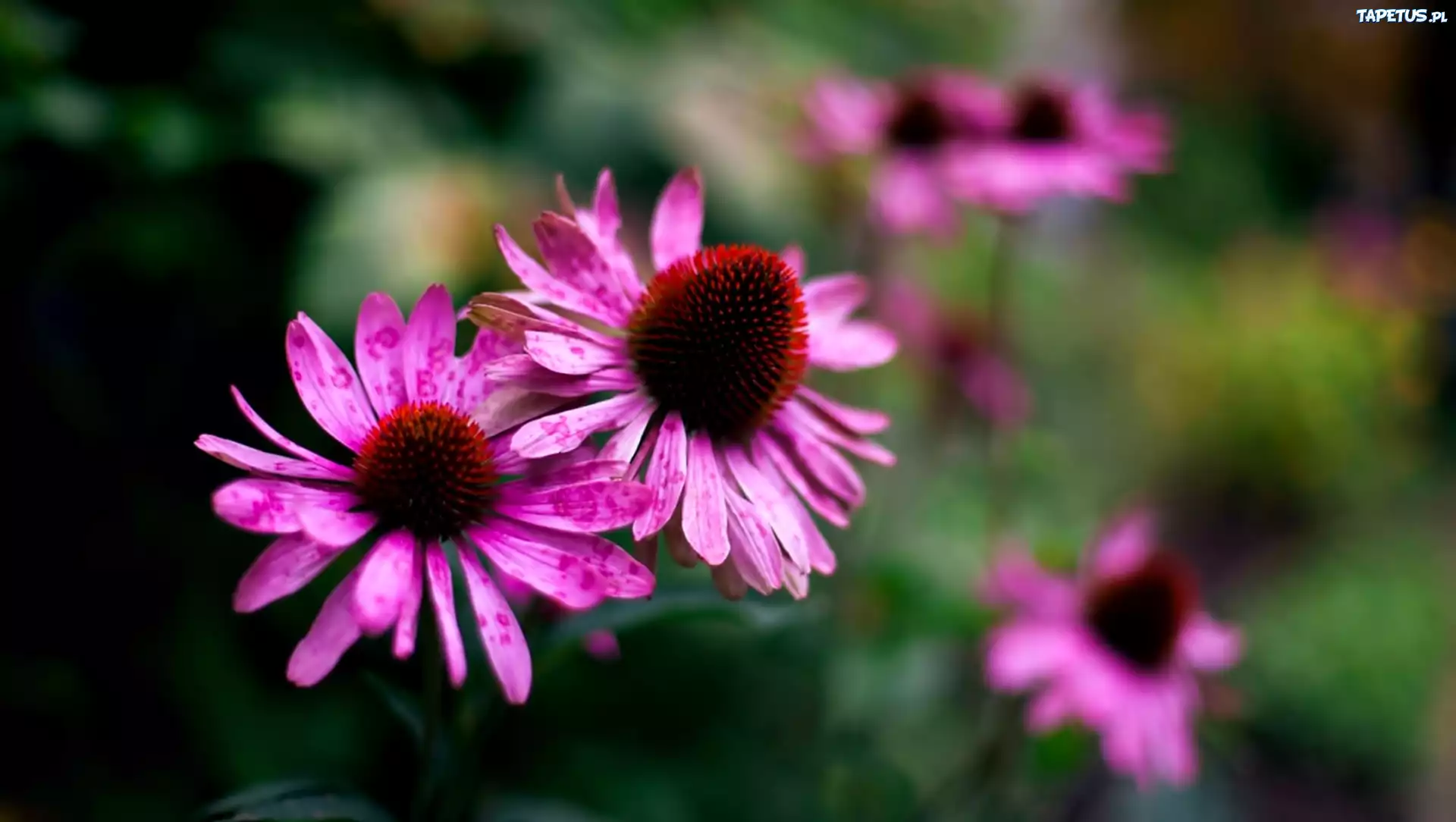 Kwiat, Echinacea