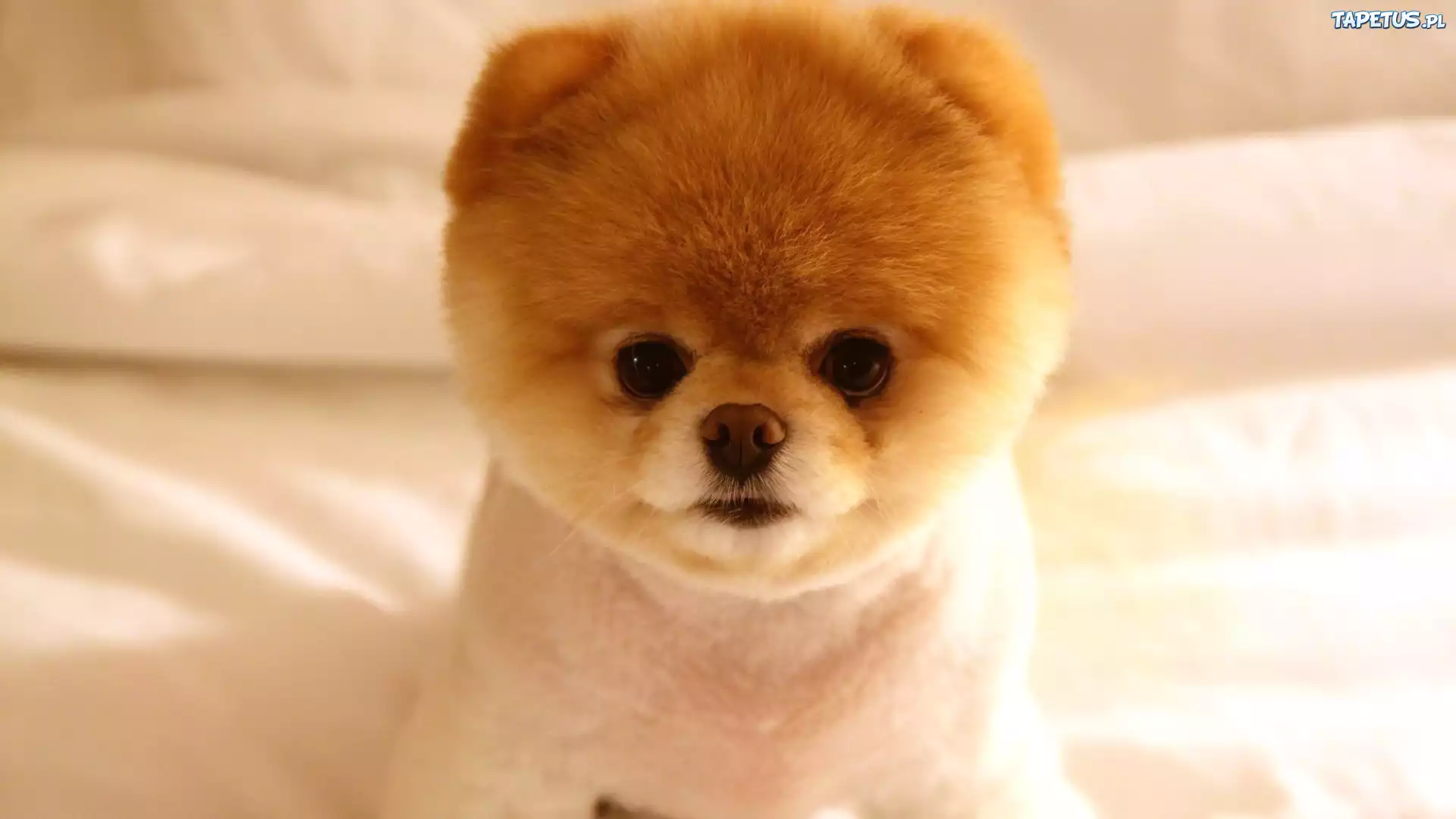Mały, Piesek, Pomeranian