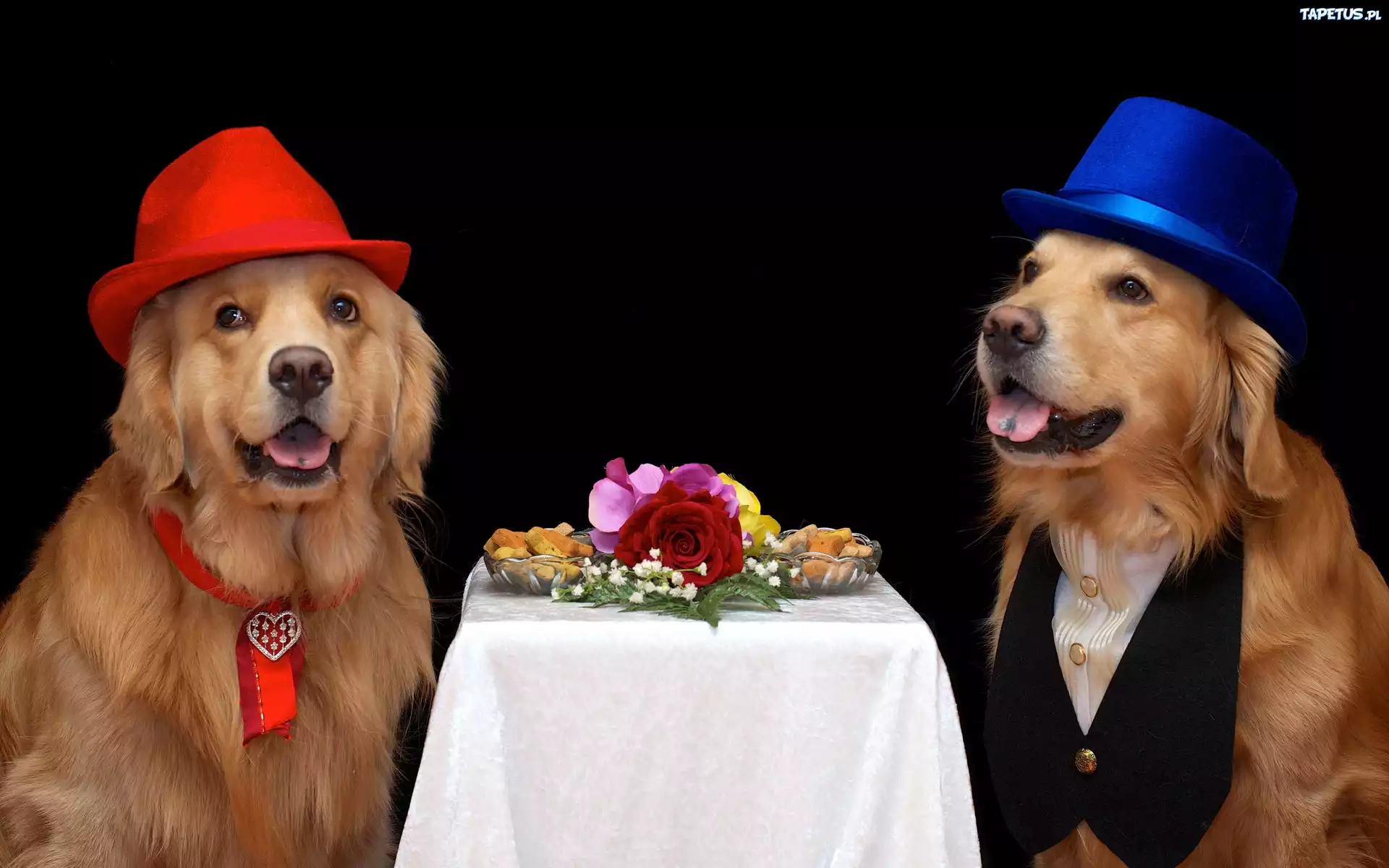 Dwa, Psy, Golden retriever, Kapelusze