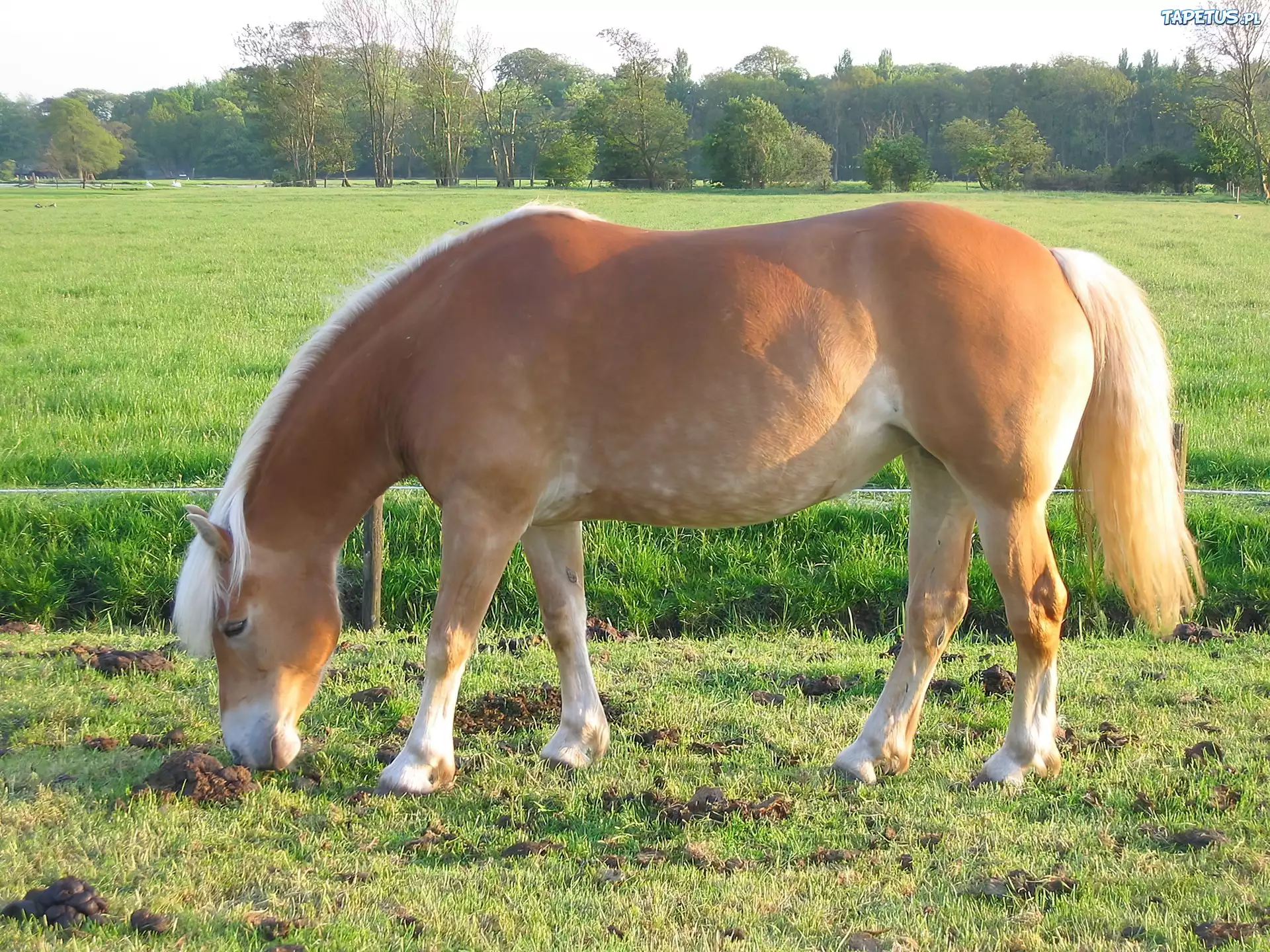 Konik, Łąka