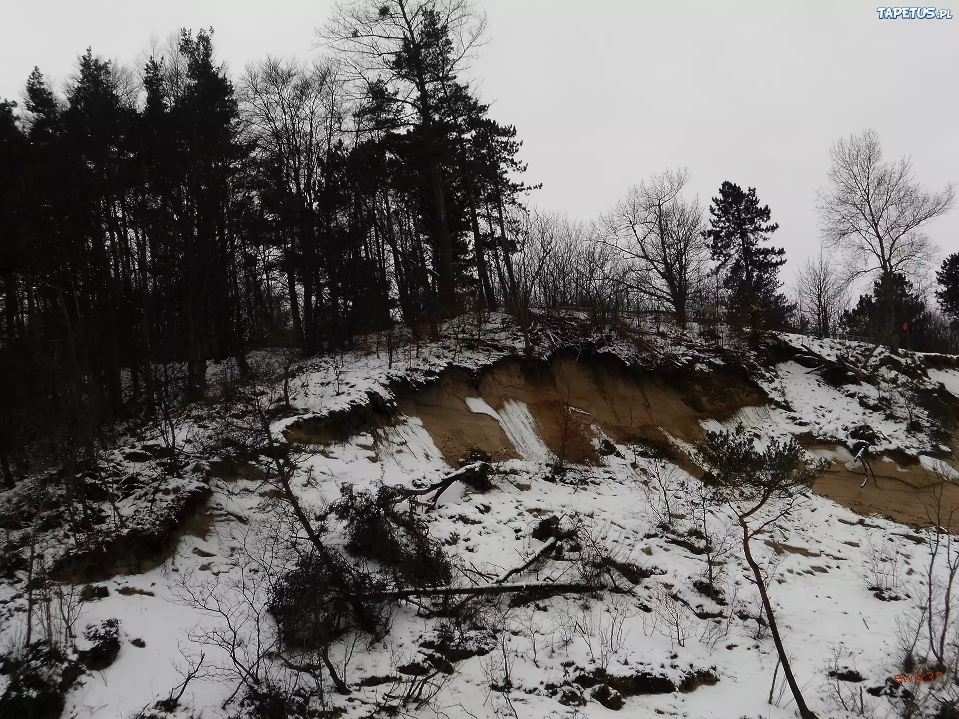 Skarpa, Połamane, Drzewa