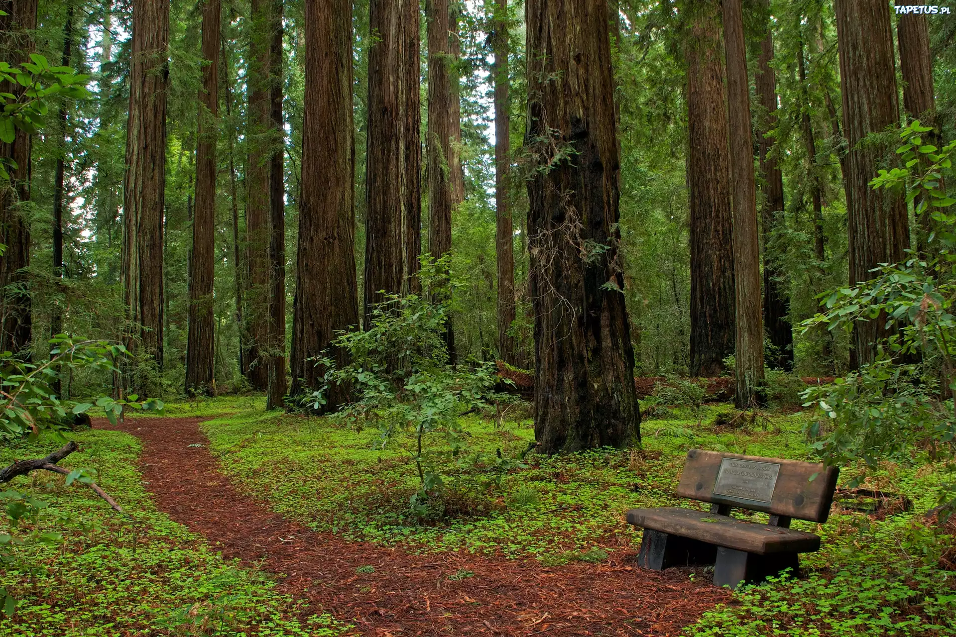 Park, Ławeczka, Kalifornia