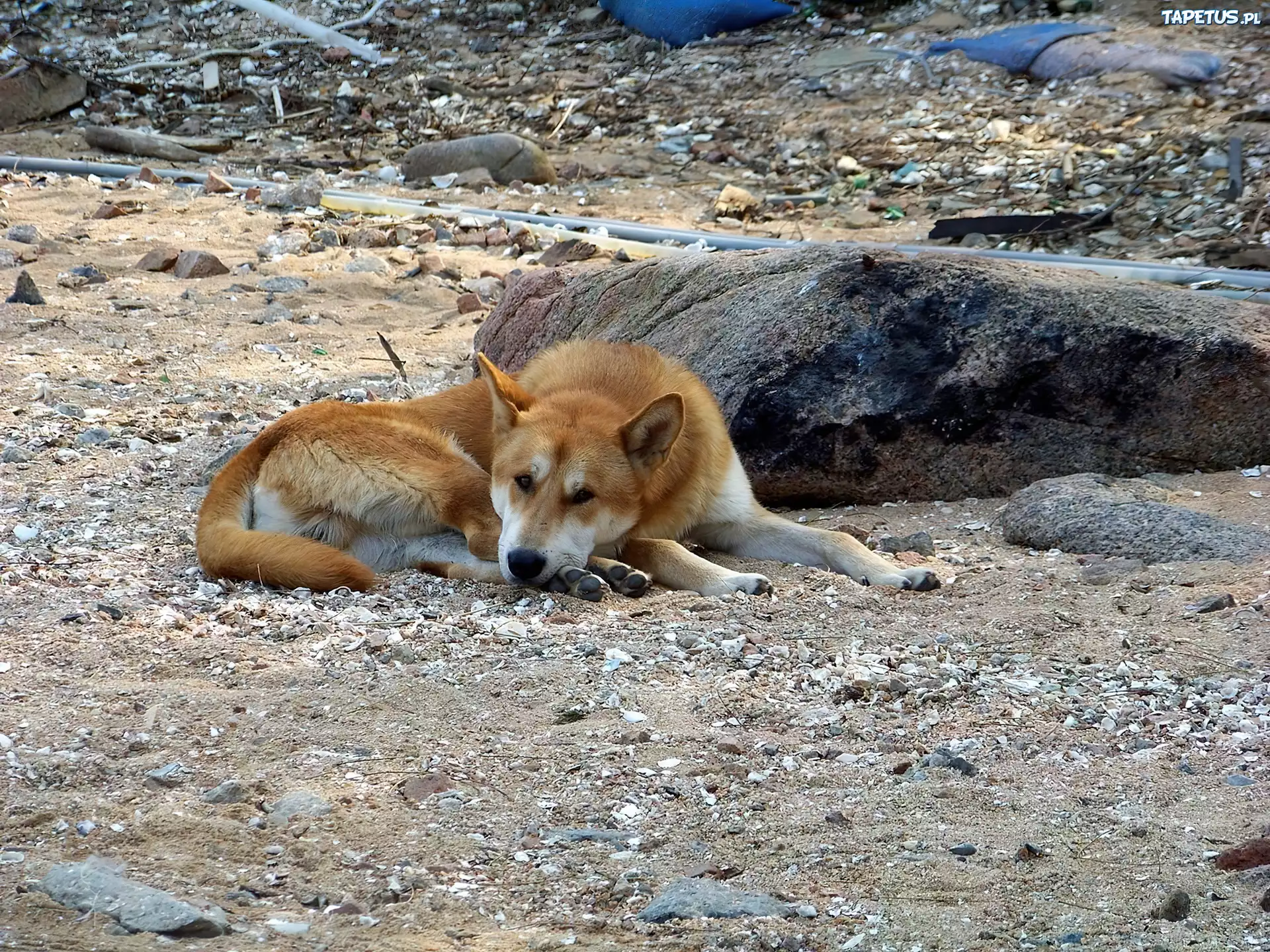Piesek, Jindo, Kamyczki
