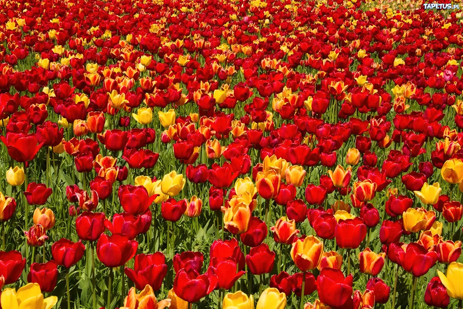 Kwiaty, Kolorowe, Tulipany