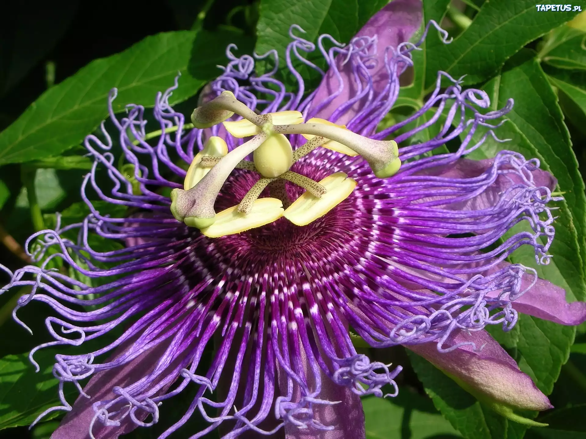 Egzotyczny, Kwiat, Passion, Flower
