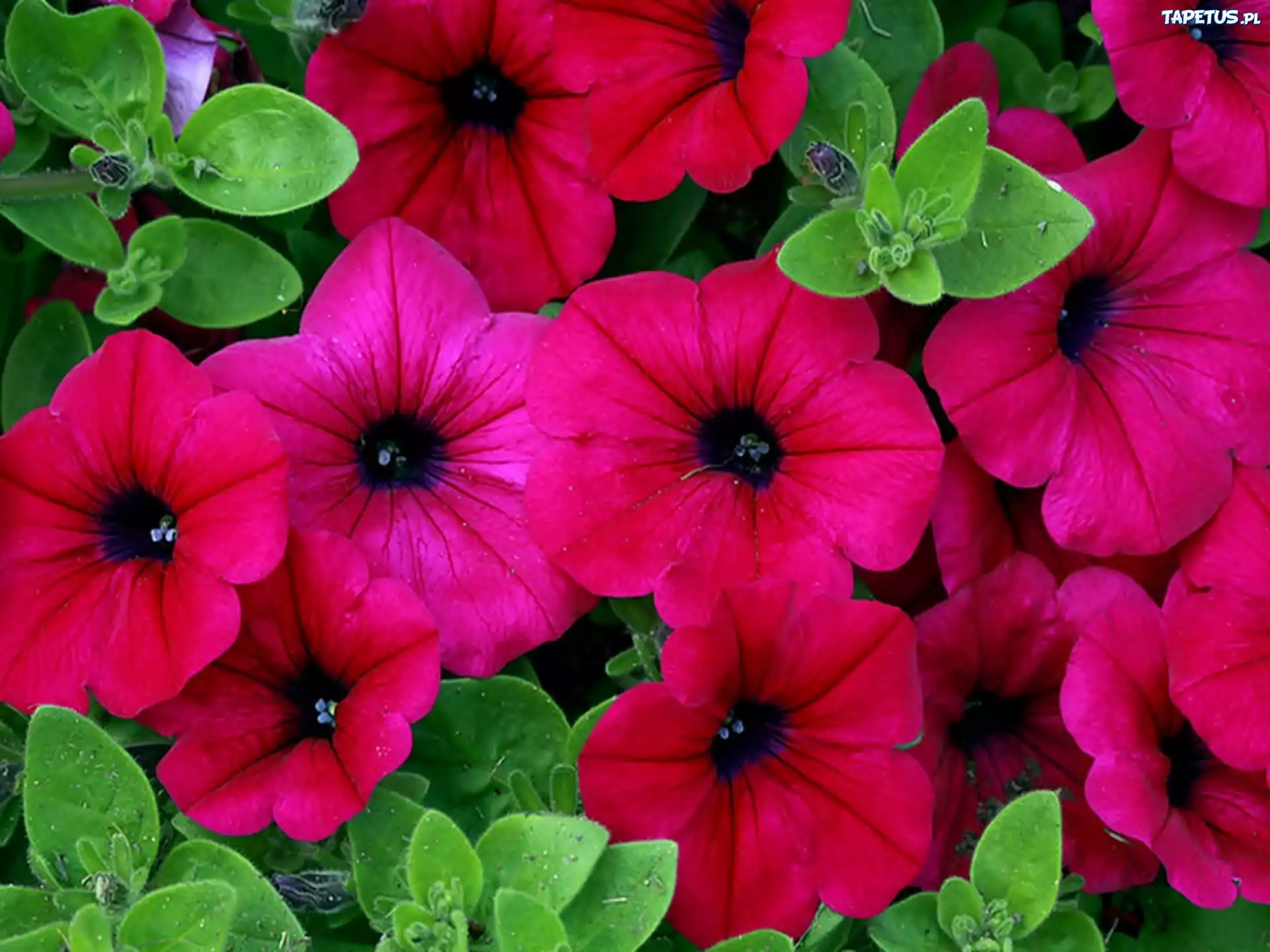 Kwiaty, Różowa, Petunia Ogrodowa