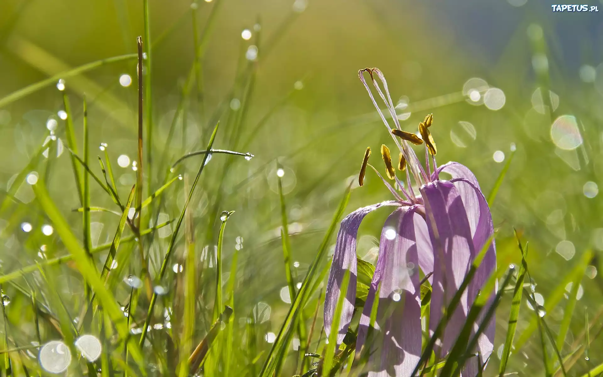 Przekwitnięty, Krokus, Trawa, Krople, Wody