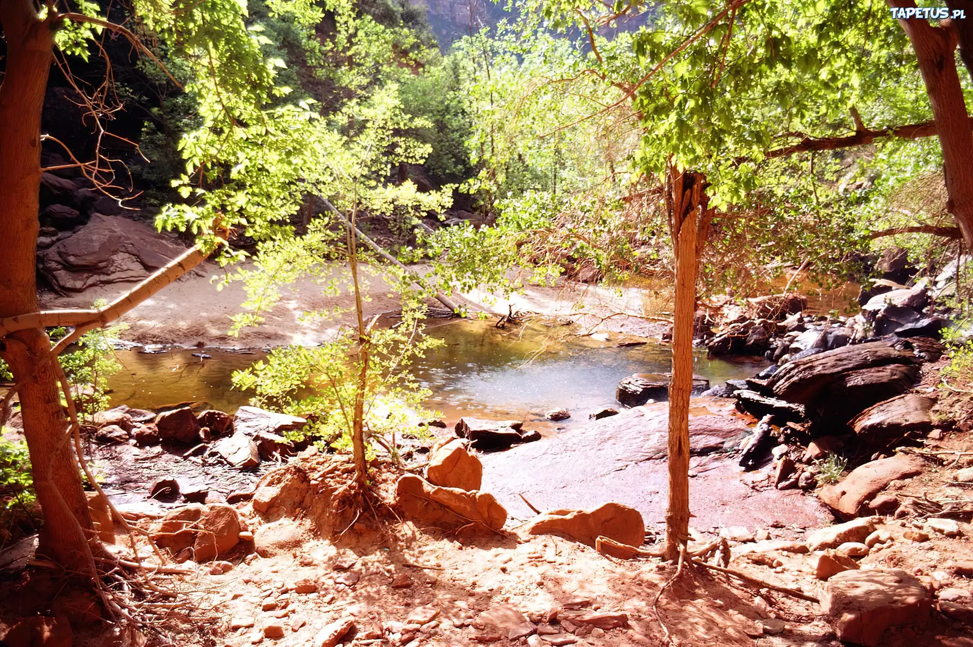 Rzeka, Kamienie, Drzewa, Zion, Utah