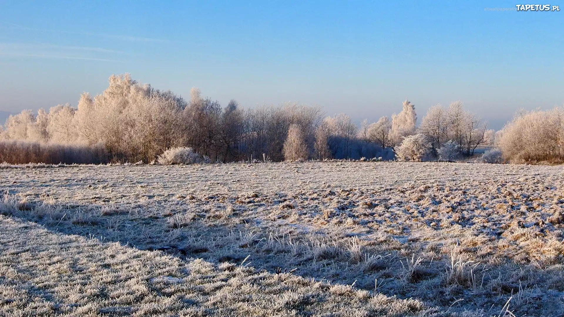 Pola, Drzewa, Zima