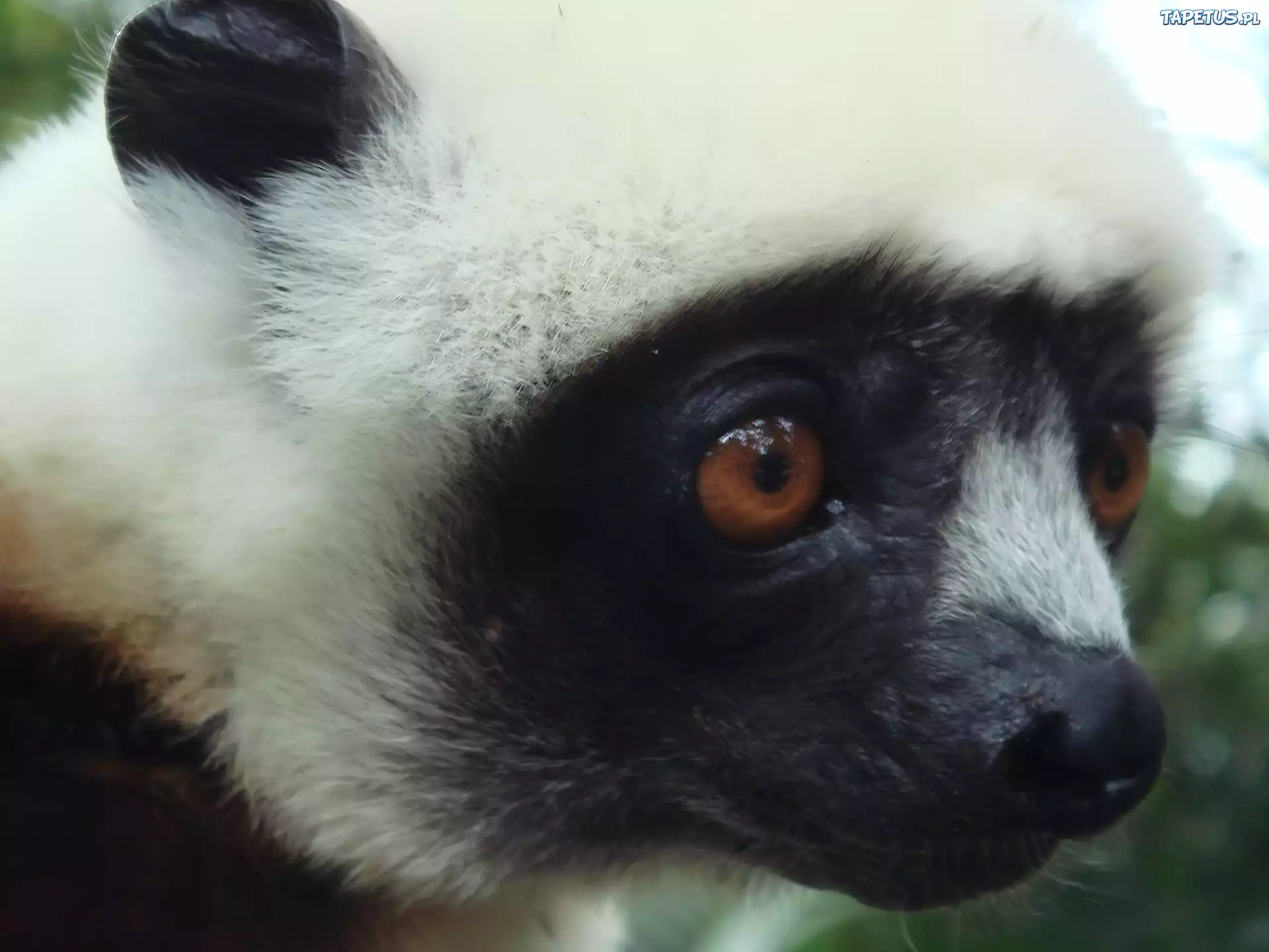 Lemur, Sifaka, Głowa