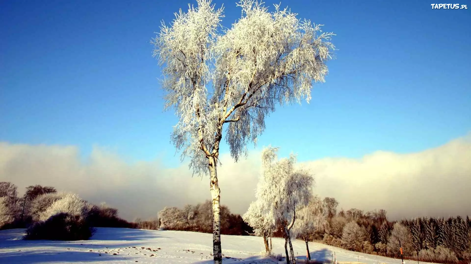 Деревья в снегу без смс