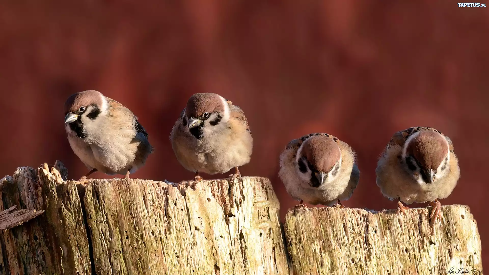 птичка макро bird macro загрузить