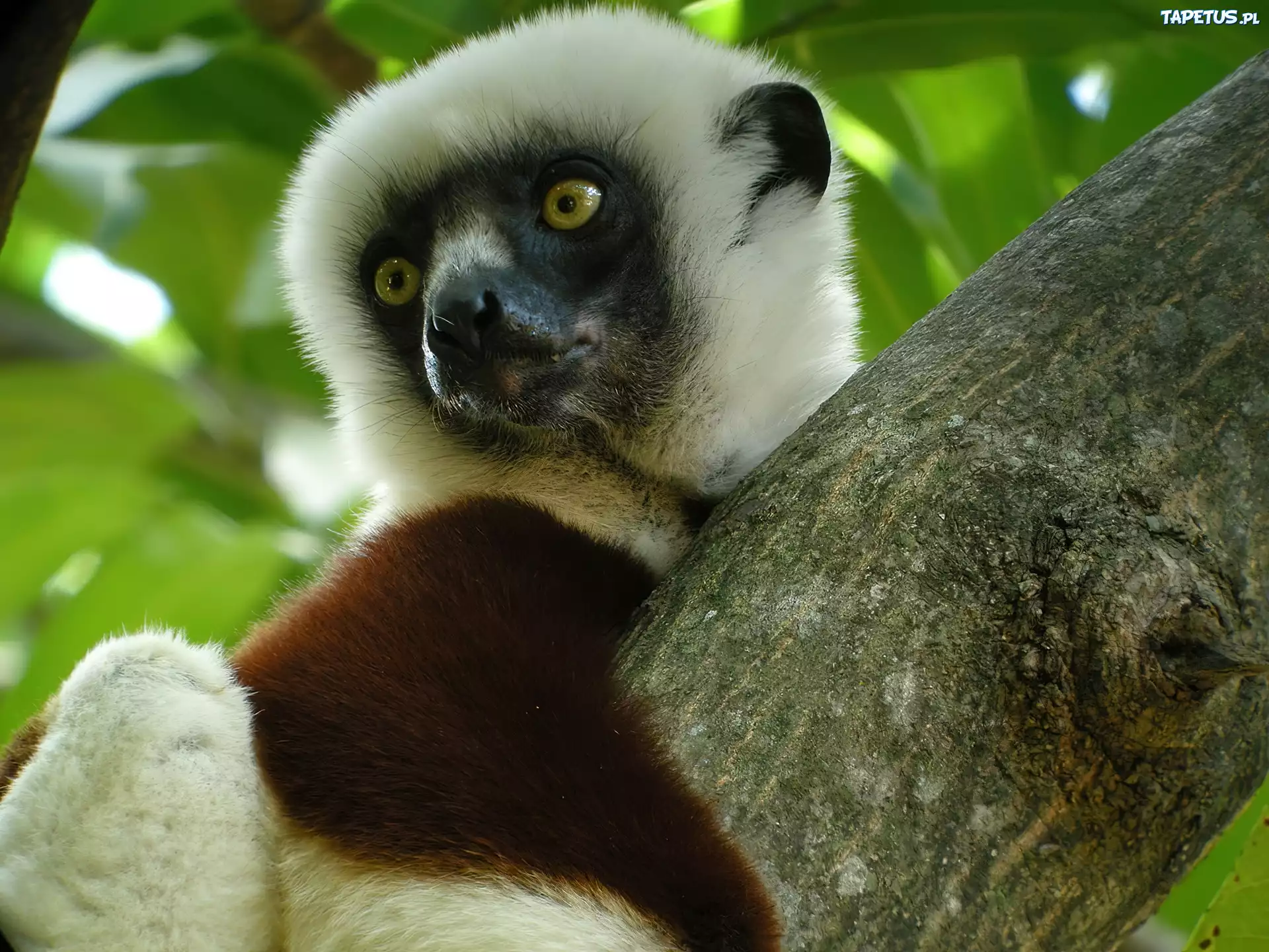Lemur, Sifaka