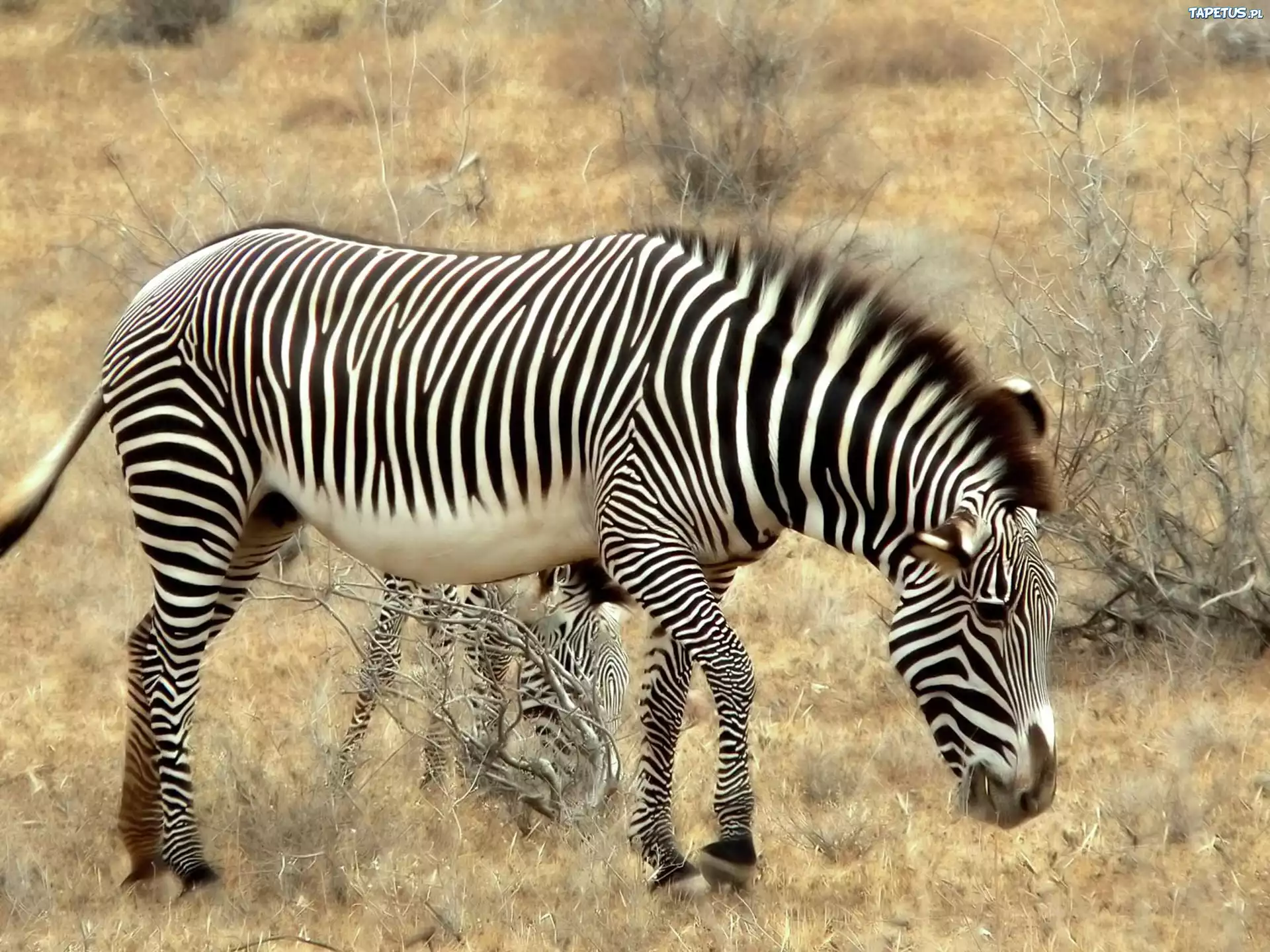животные зебры трава природа скачать