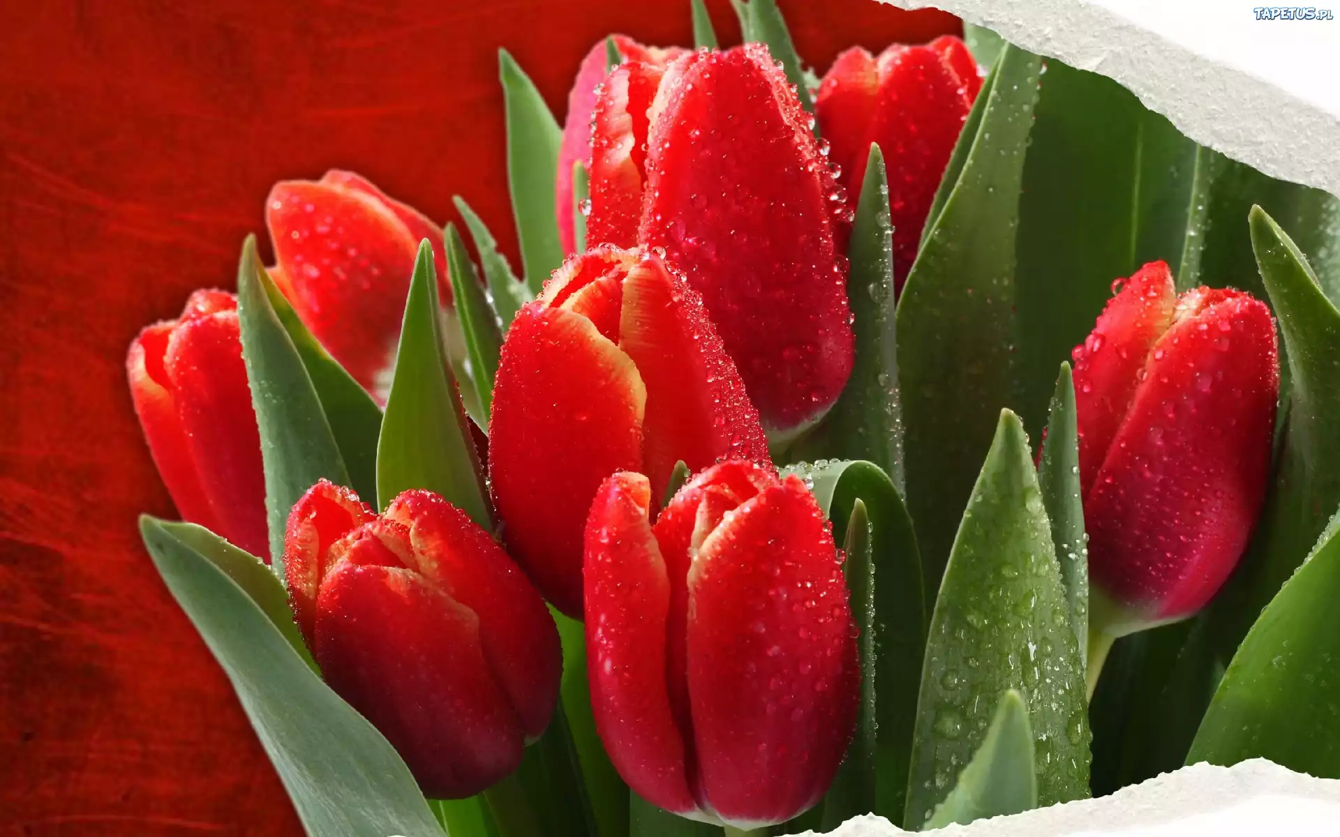 Czerwone, Tulipany
