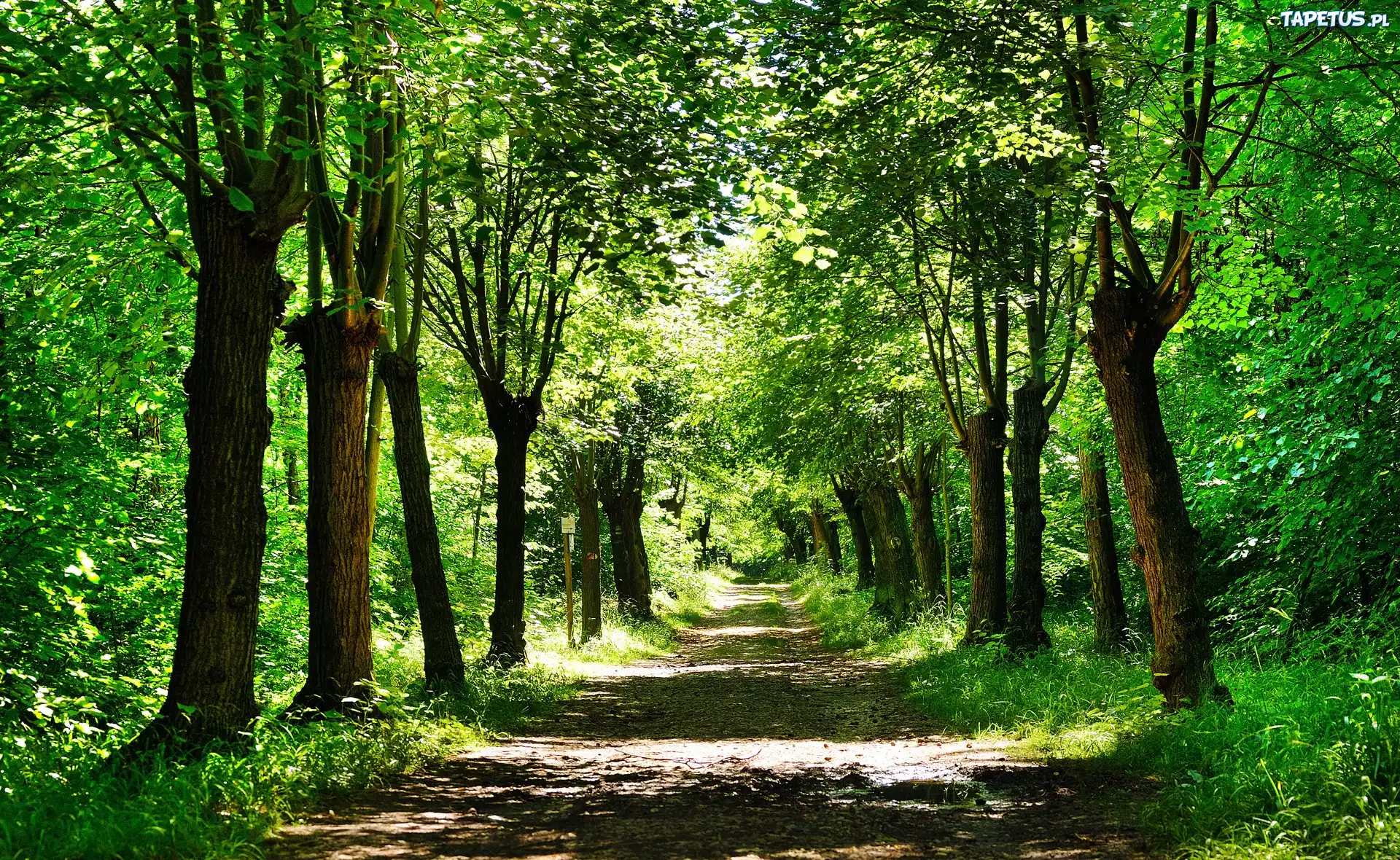 Park, Droga, Wiosna