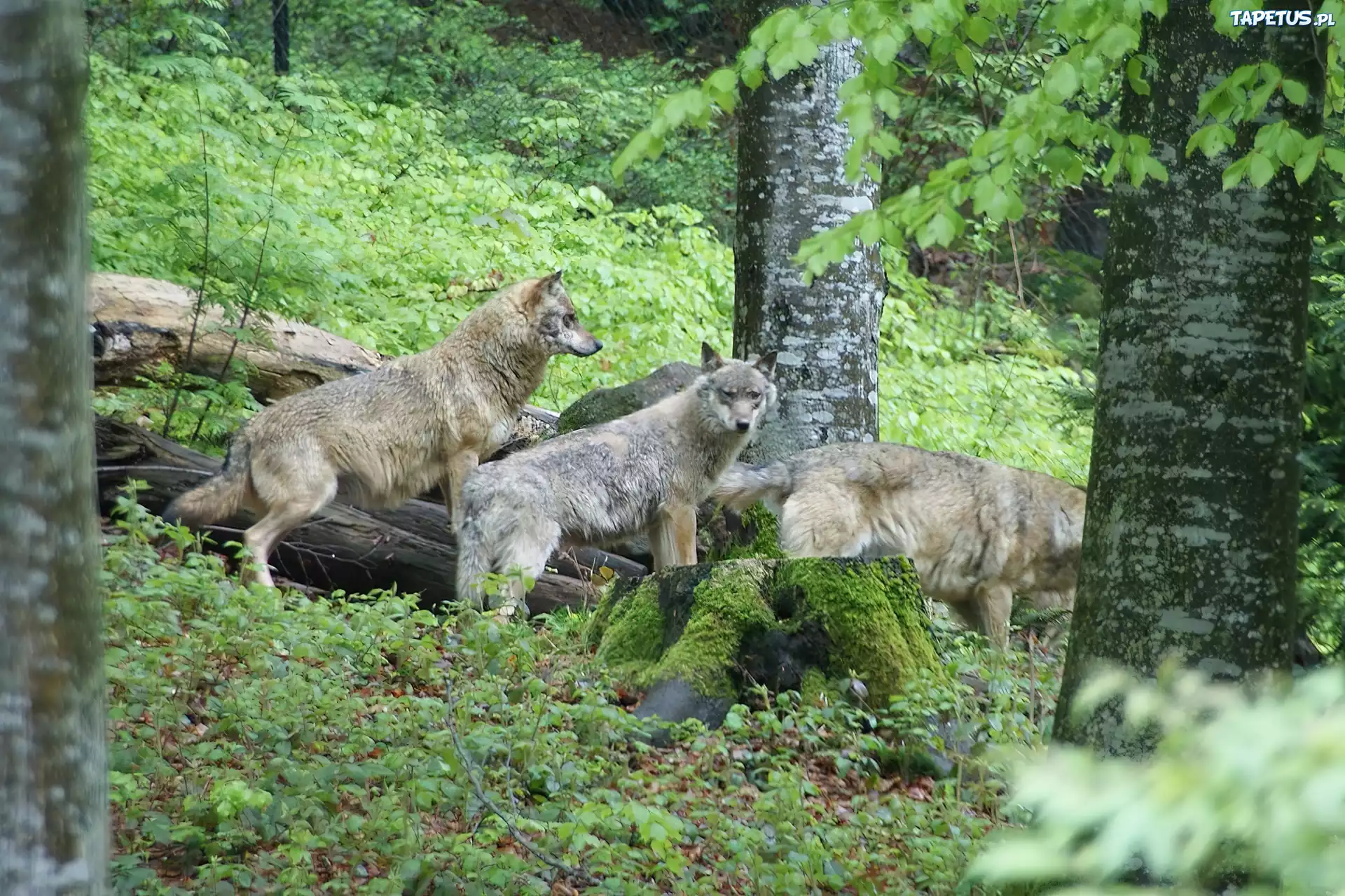 Szare, Wilki, Las