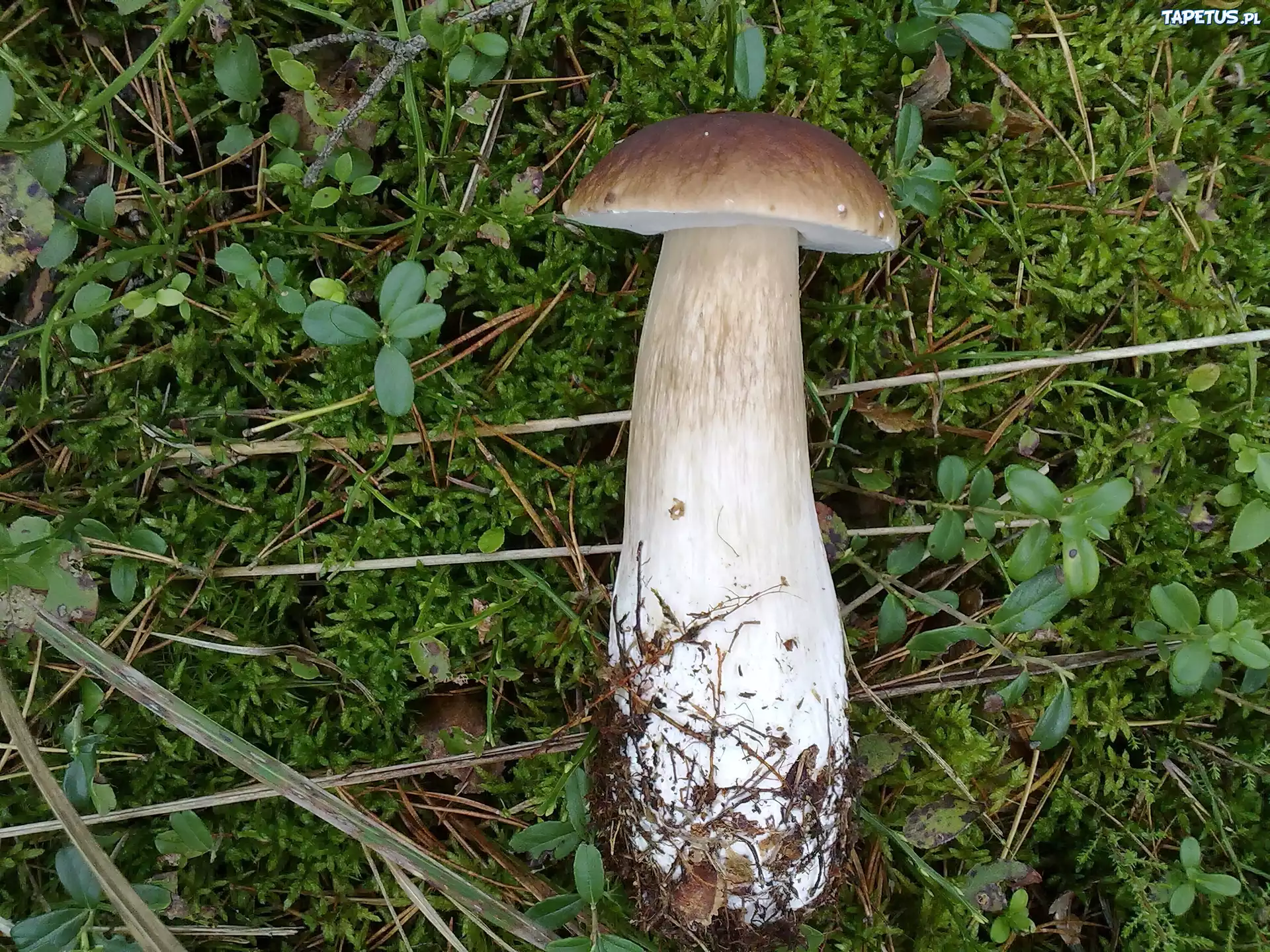 Prawdziwek, Nóżka, Kapelusz, Mchy