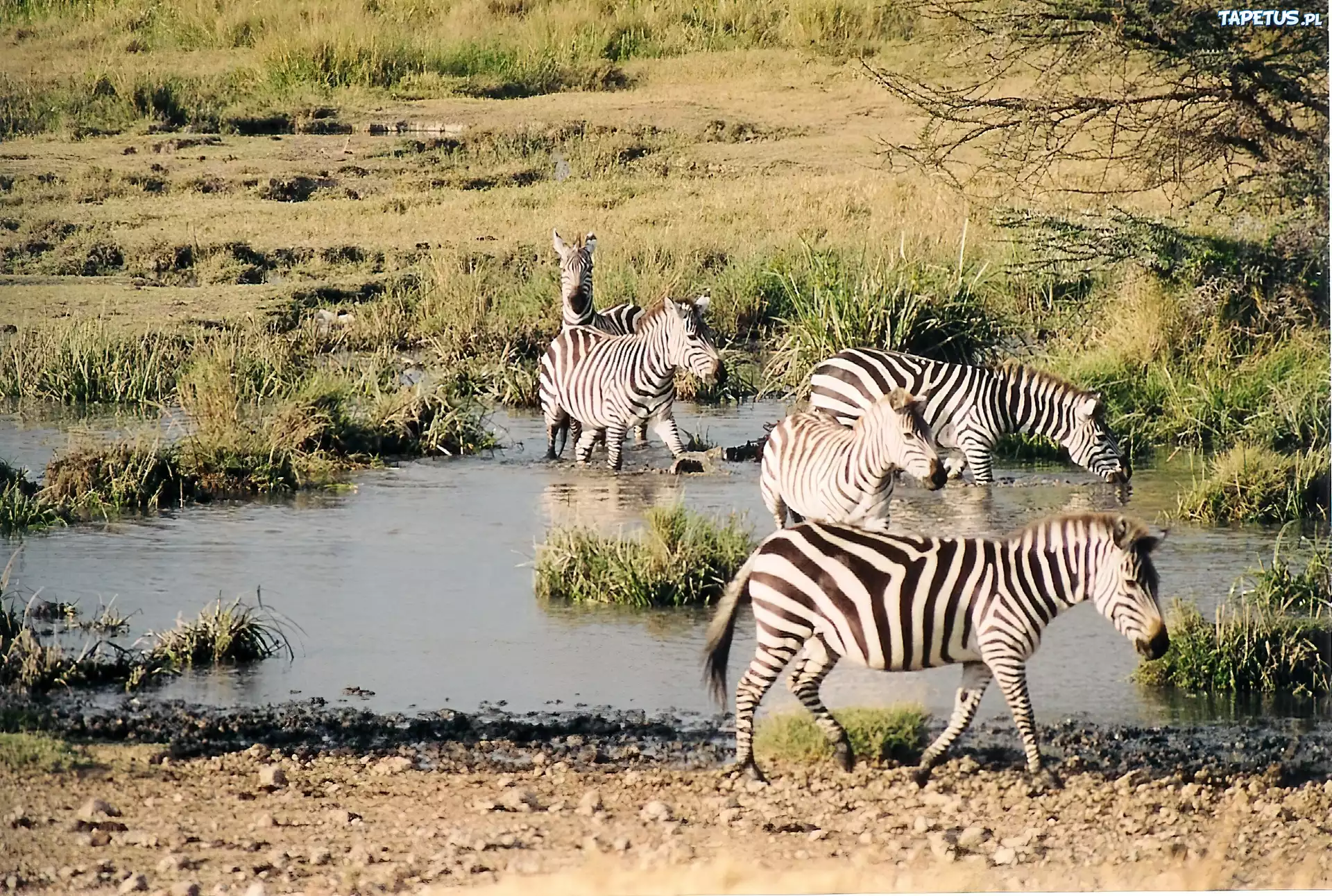 Zebra, woda