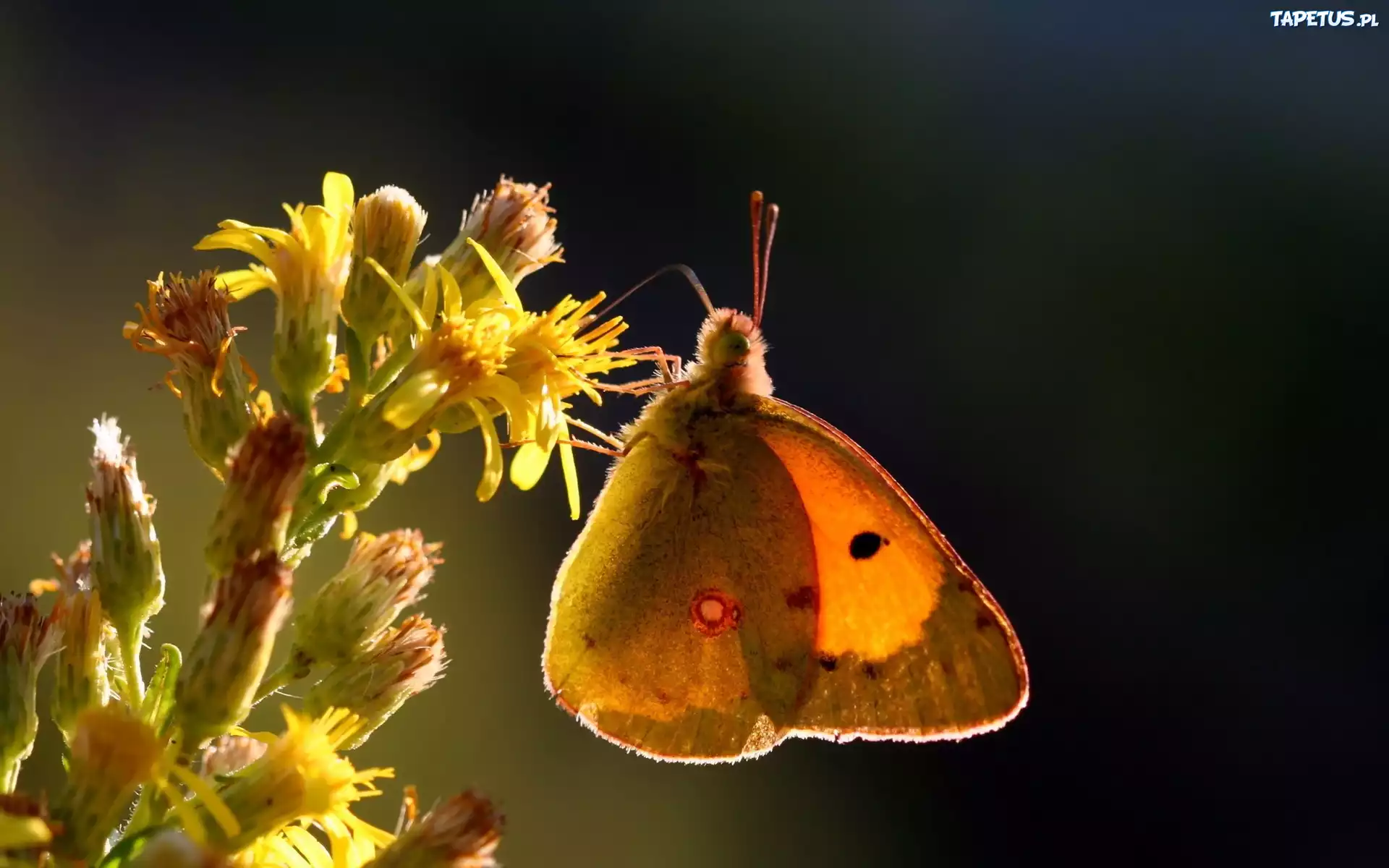 Owad, Motyl, Żółty, Kwiat