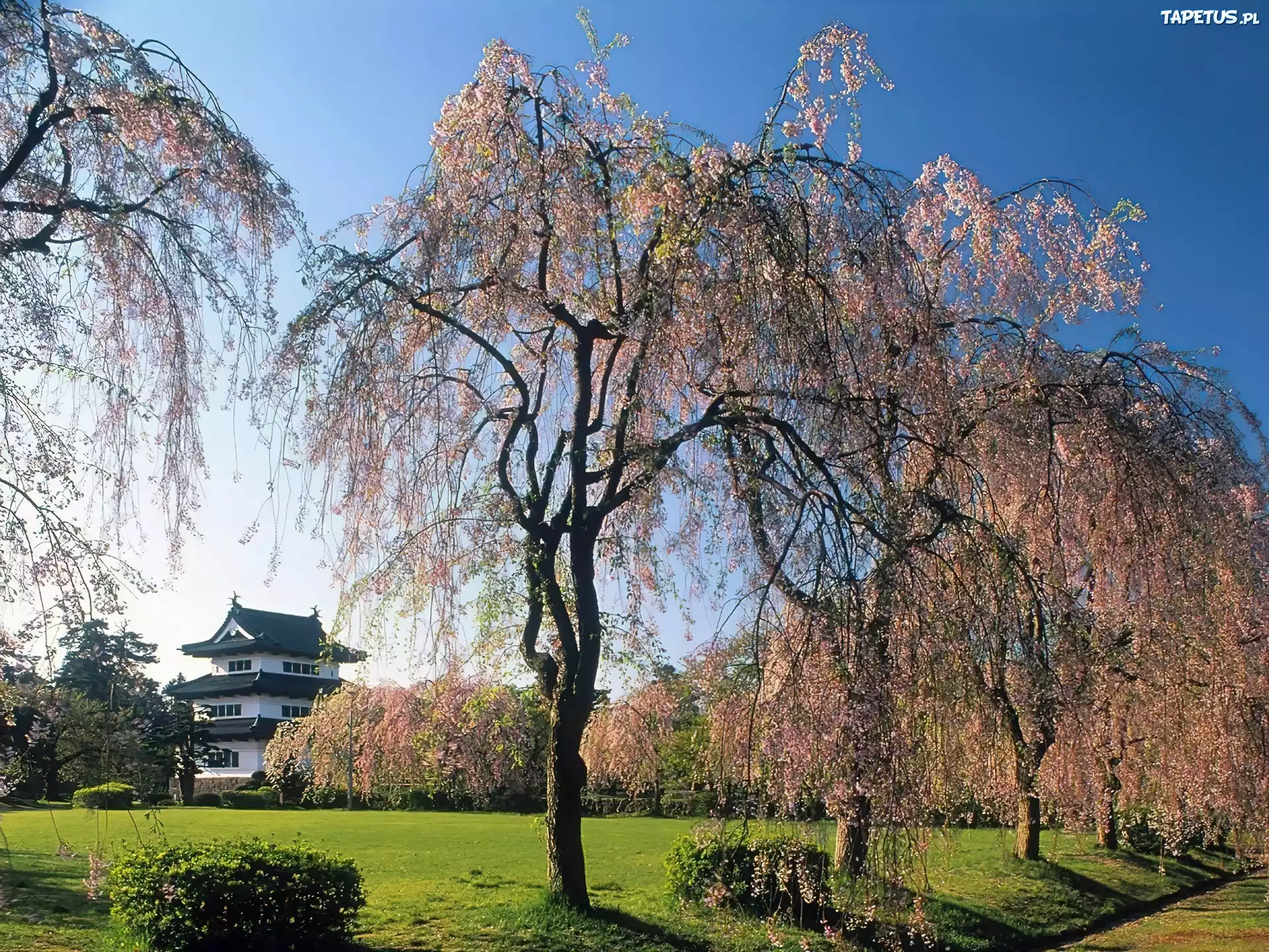 Kwitnące, Drzewa, Dom, Japonia, Wiosna
