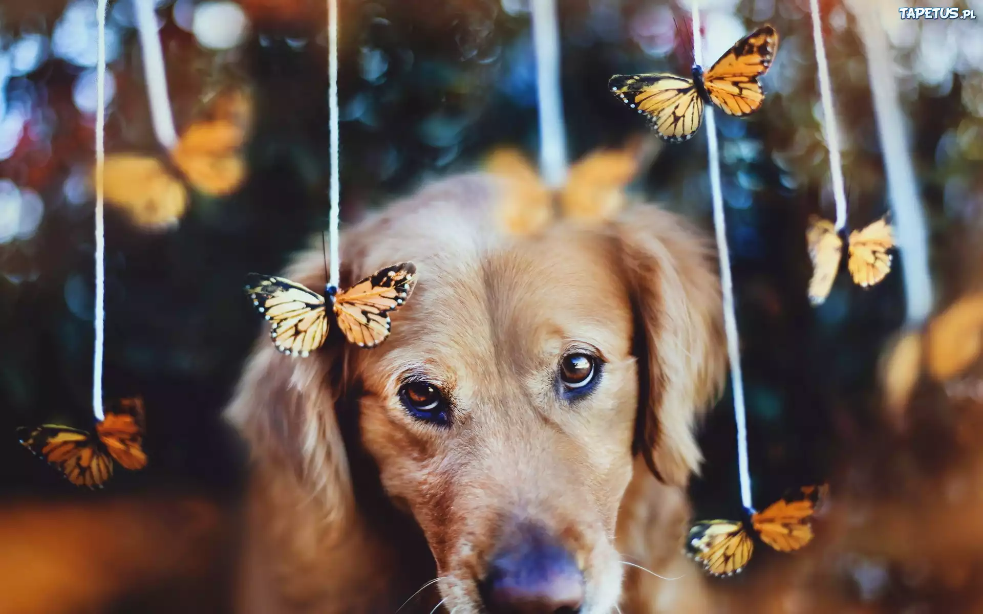 Smutny, Pies, Motyle, Golden Retriever