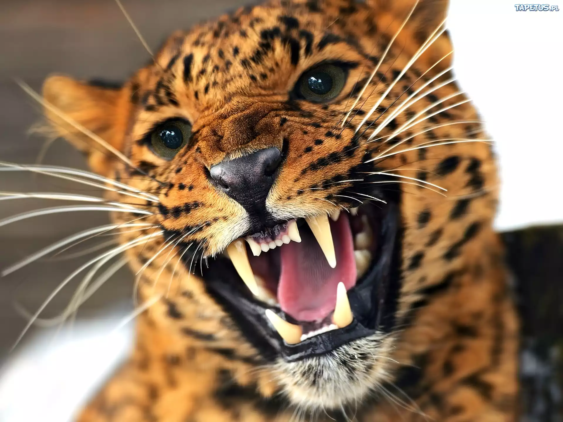 Leopard, Afryka
