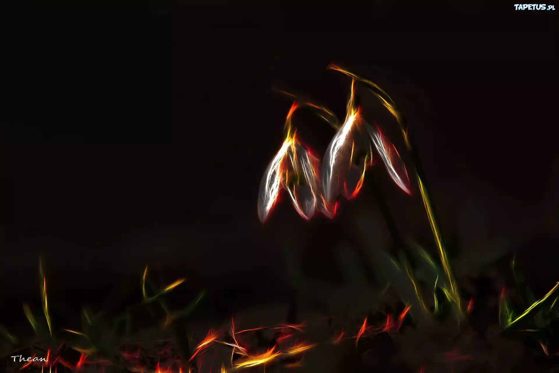 Przebiśniegi, Fractalius
