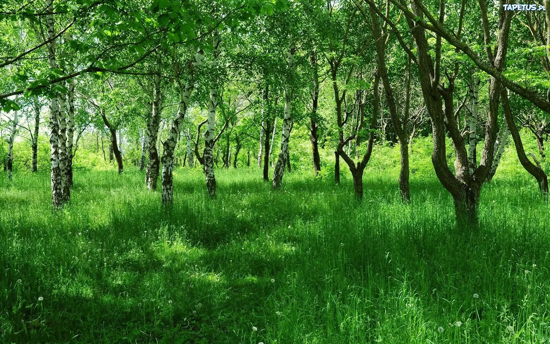Las, Brzozy, Trawa, Wiosna