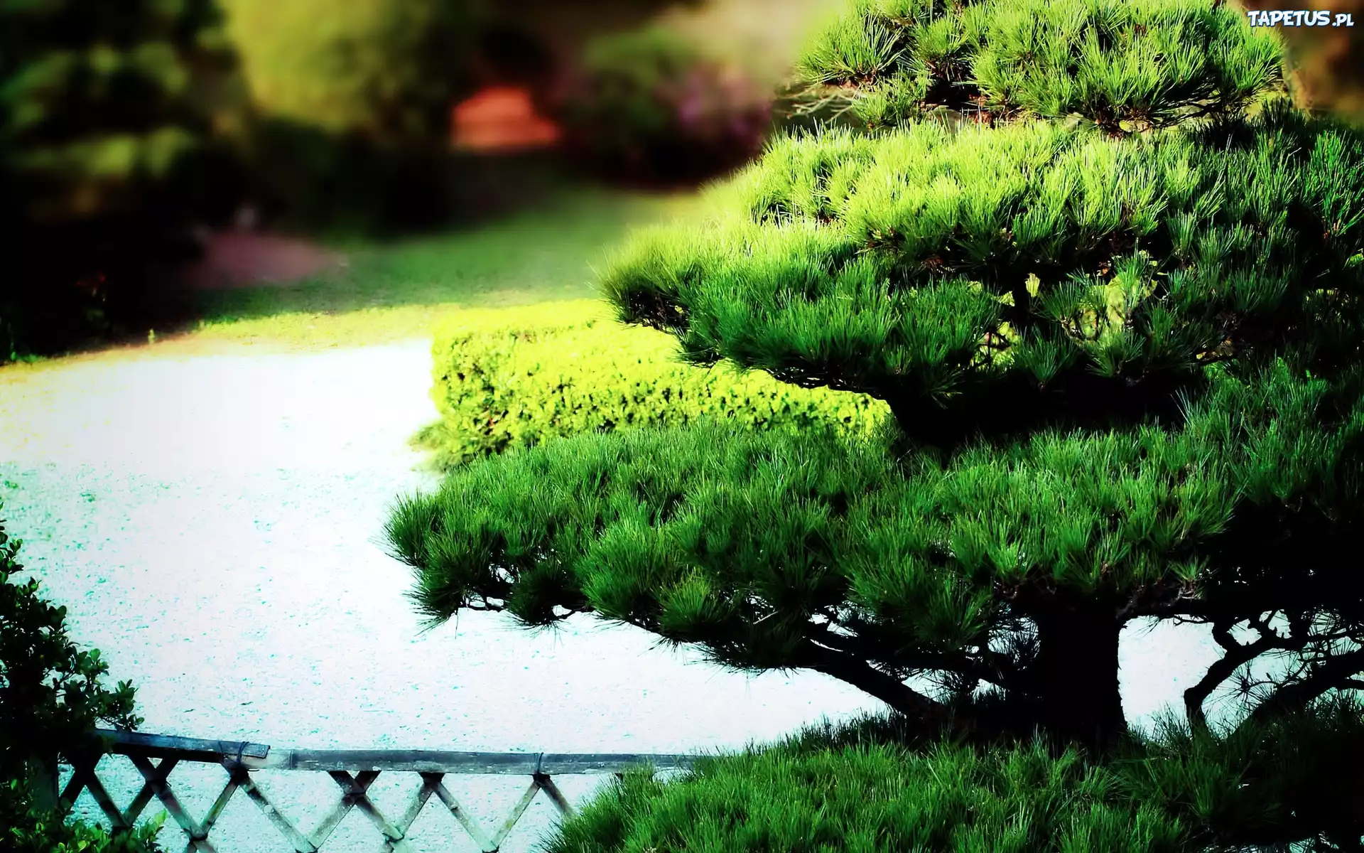 Park, Drzewko, Bonsai