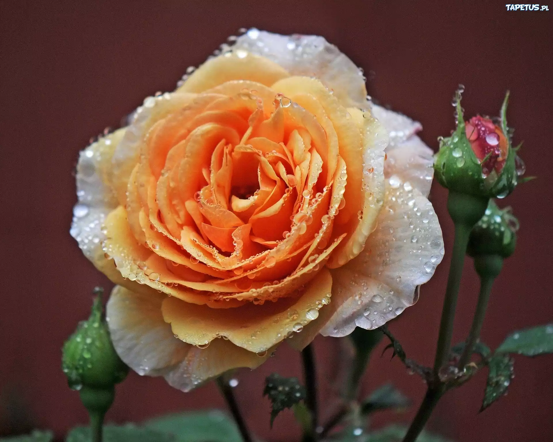 Łososiowa, Róża, Rosa