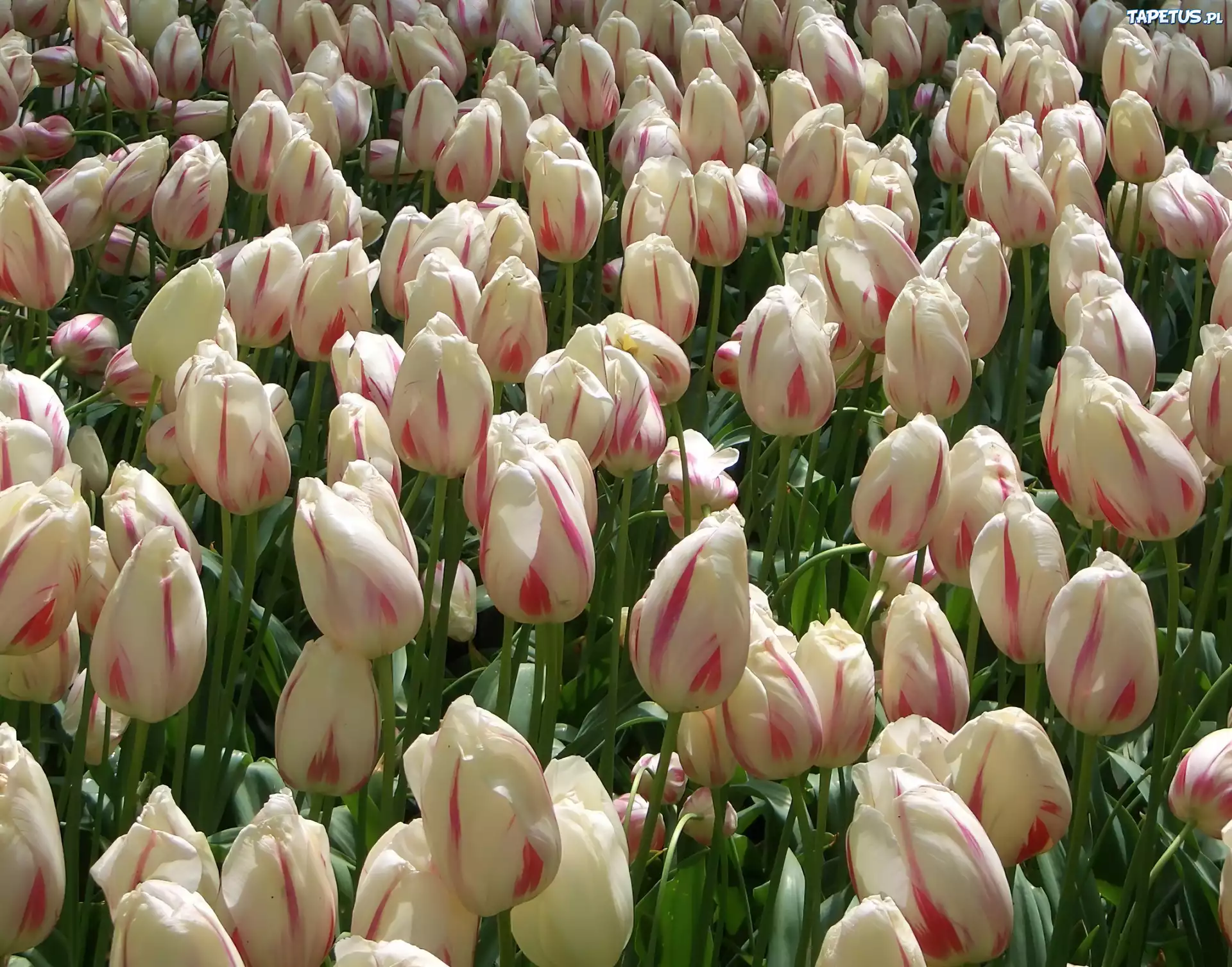 Kwiaty, Tulipany
