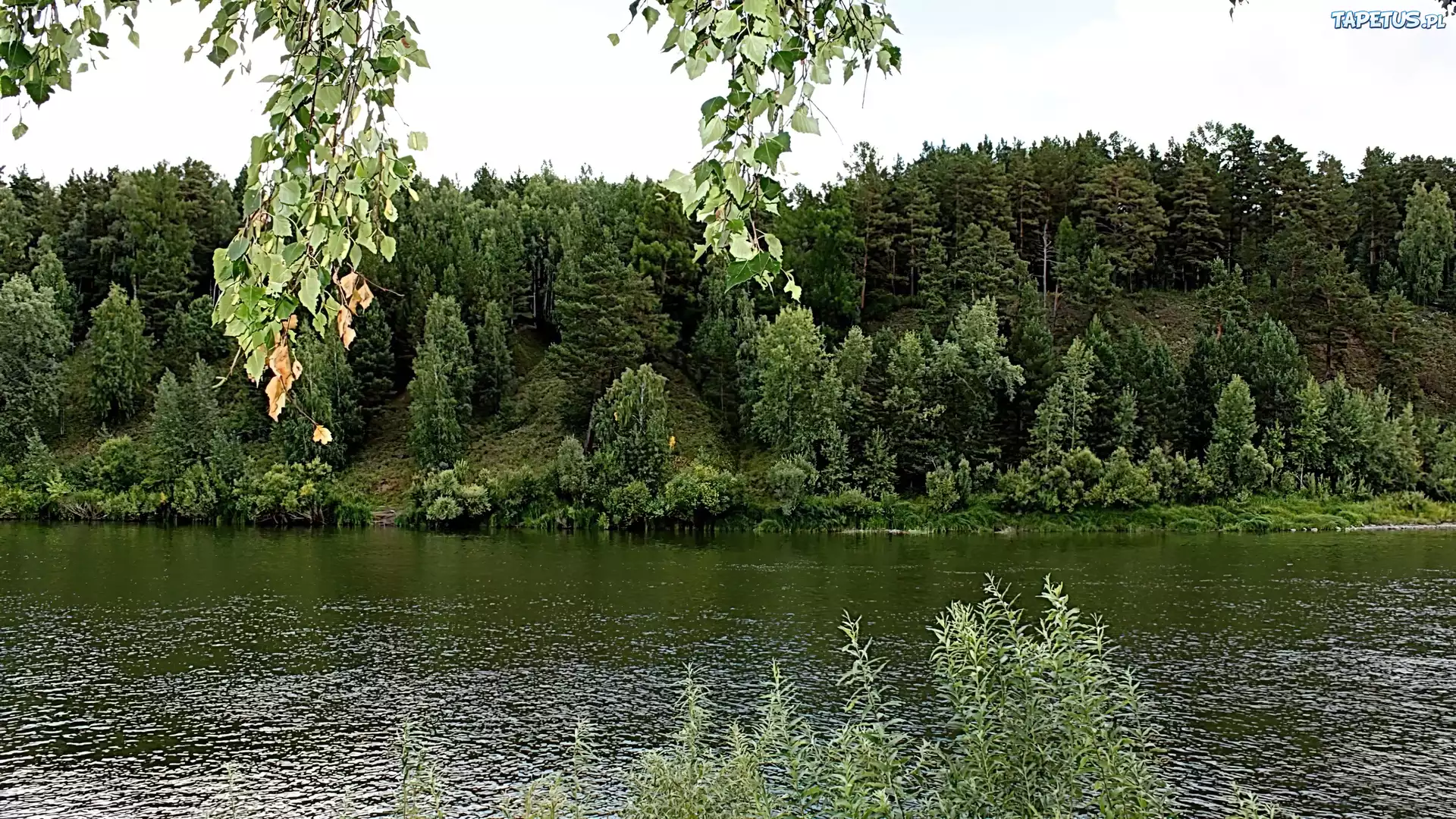 Rzeka, Las, Gałązki