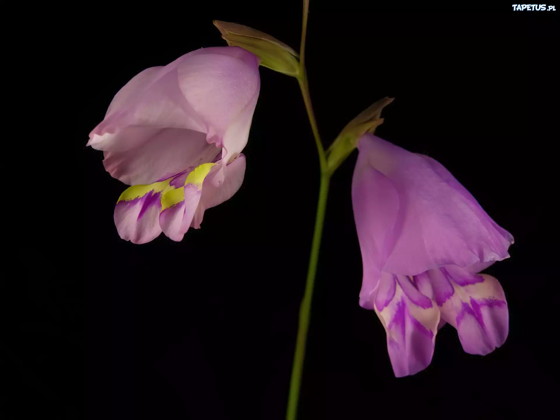 Liliowy, Mieczyk