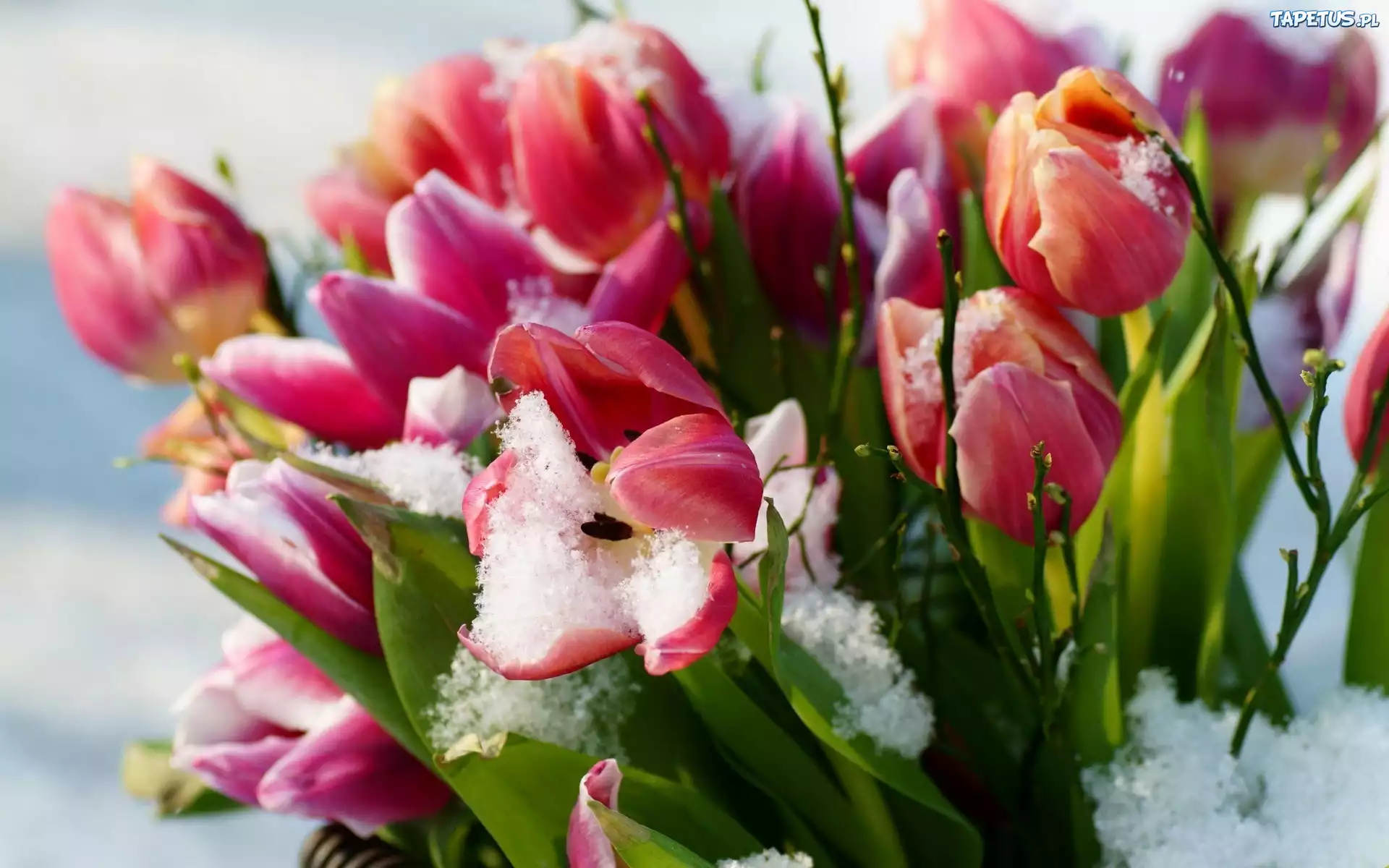 Tulipany, Śnieg, Listki