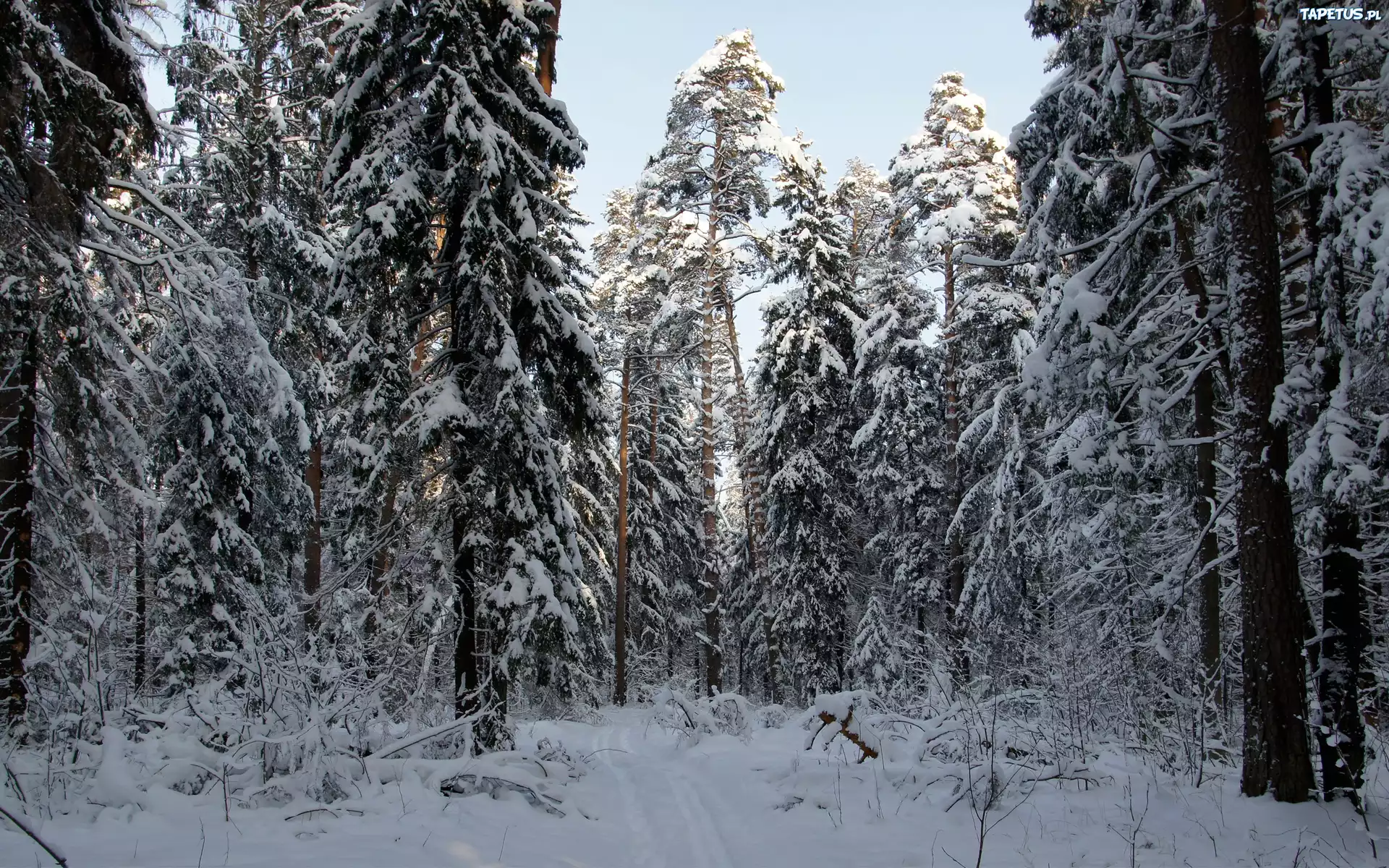 Las, Śnieg, Zima