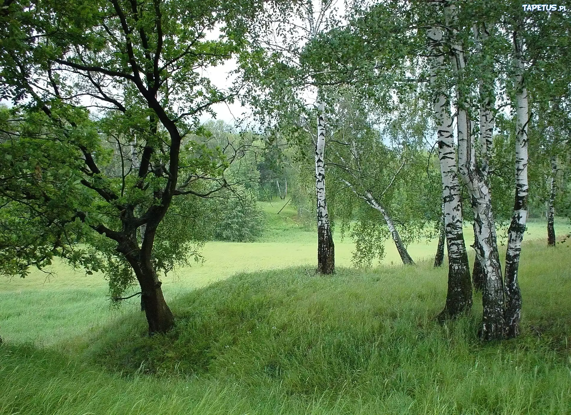 Łąka, Brzozy, Trawa