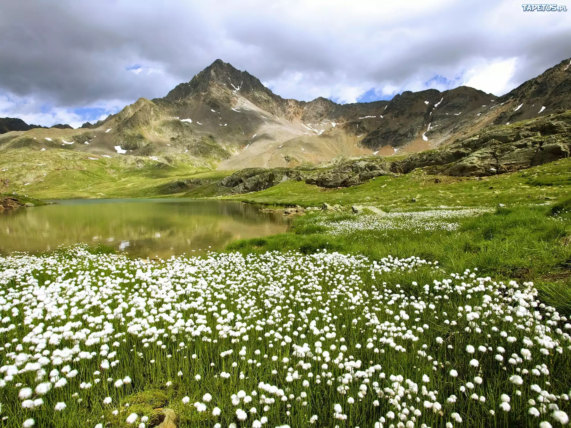 Холмы цветы. Цветущая Долина Рона-Альпы. Кордильеры Альпийские Луга. Альпийские Луга Андорра. Горный Алтай Альпийские Луга.