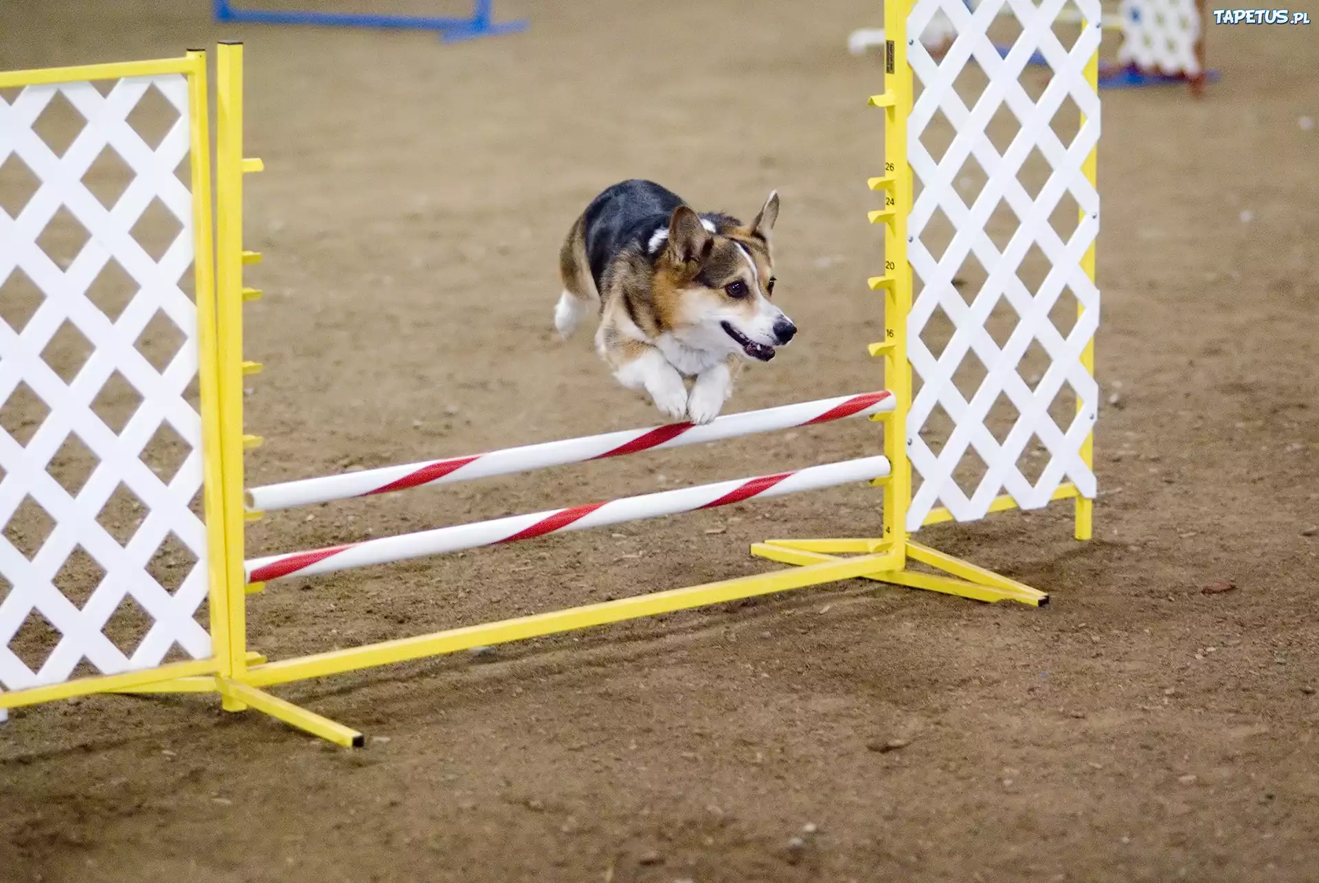 Welsh corgi pembroke, przeszkoda