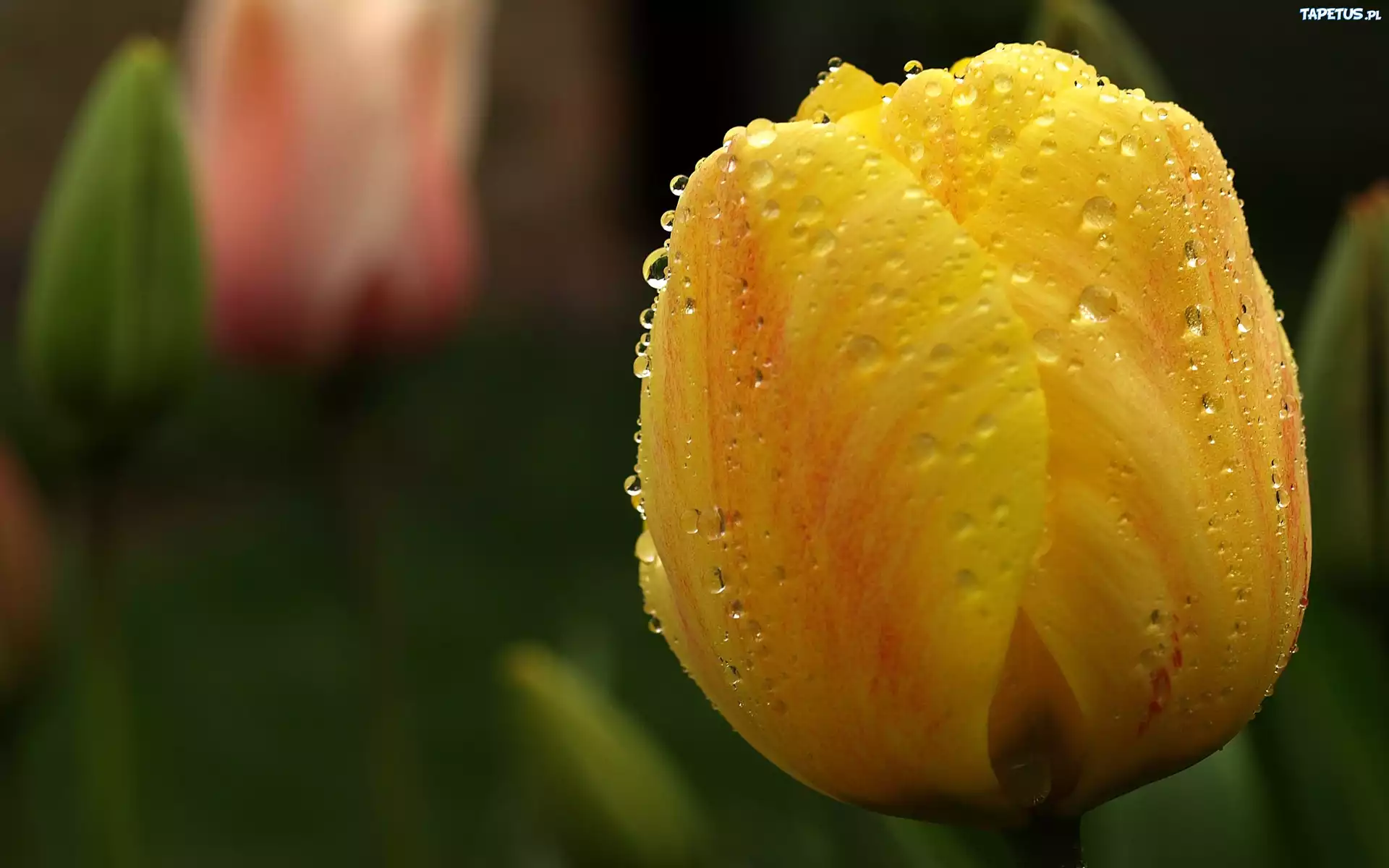 Żółty, Tulipan, Krople, Rosy