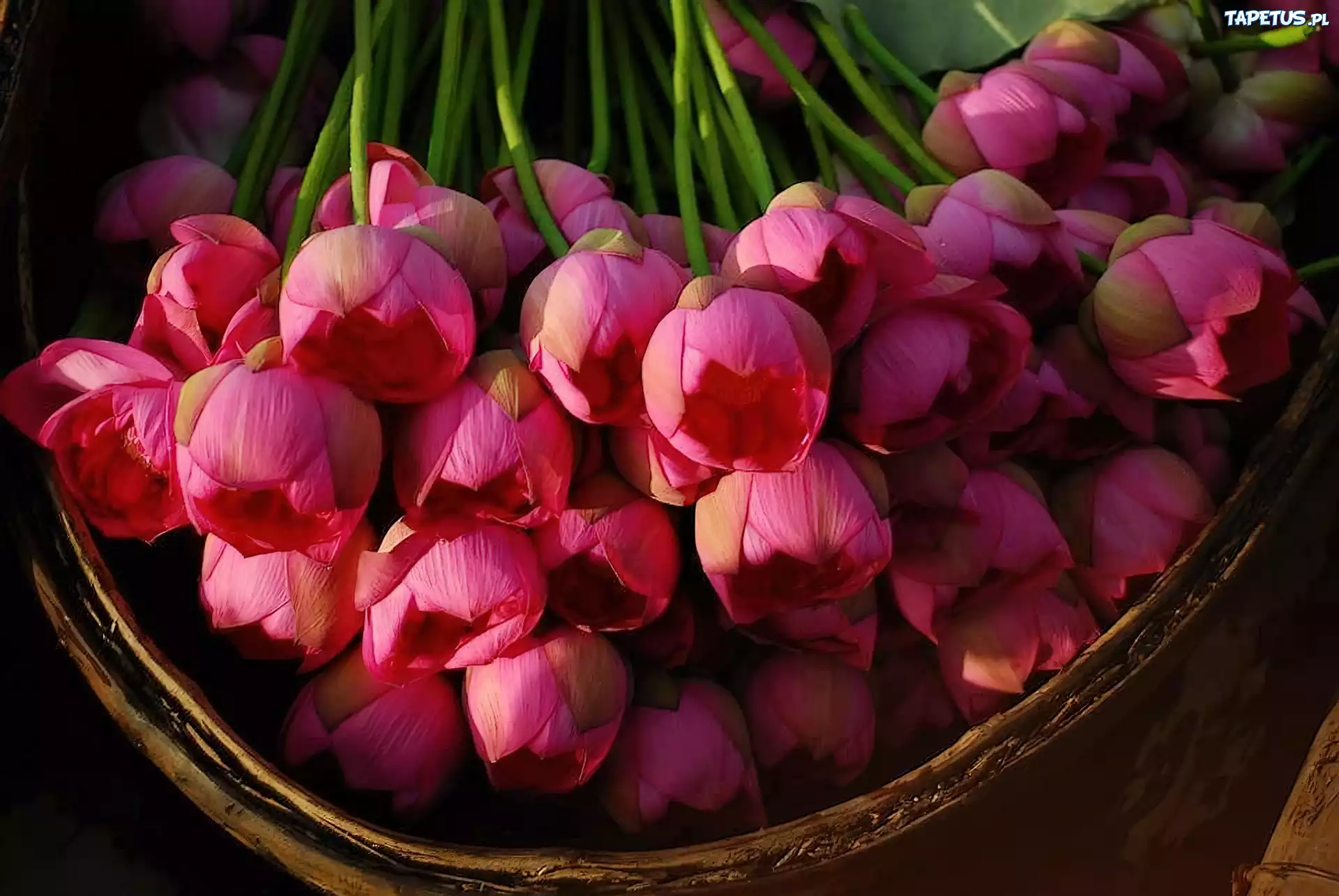 Tulipany, W Koszyku