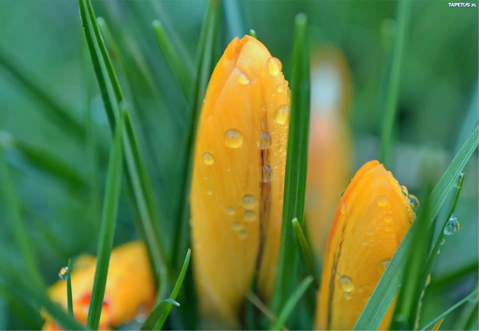 цветы крокусы трава макро flowers crocuses grass macro загрузить