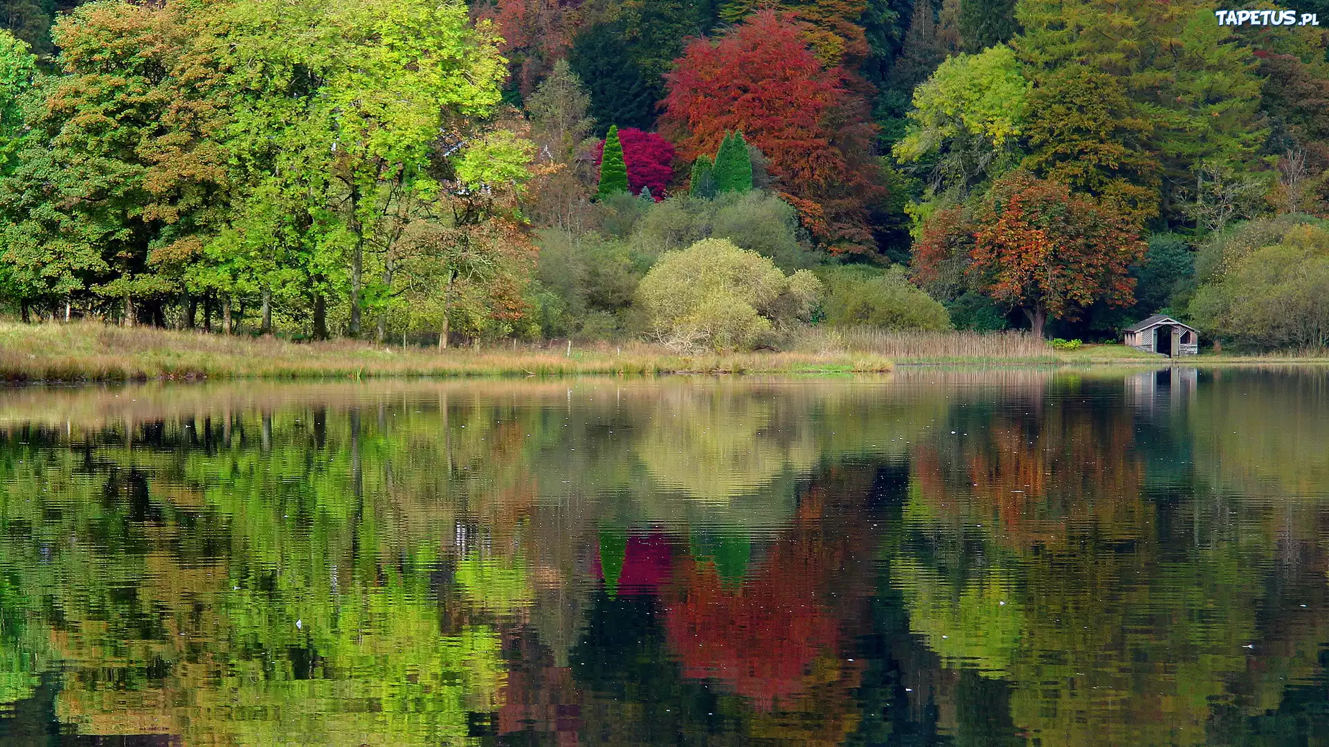 Jesień, Las, Jezioro