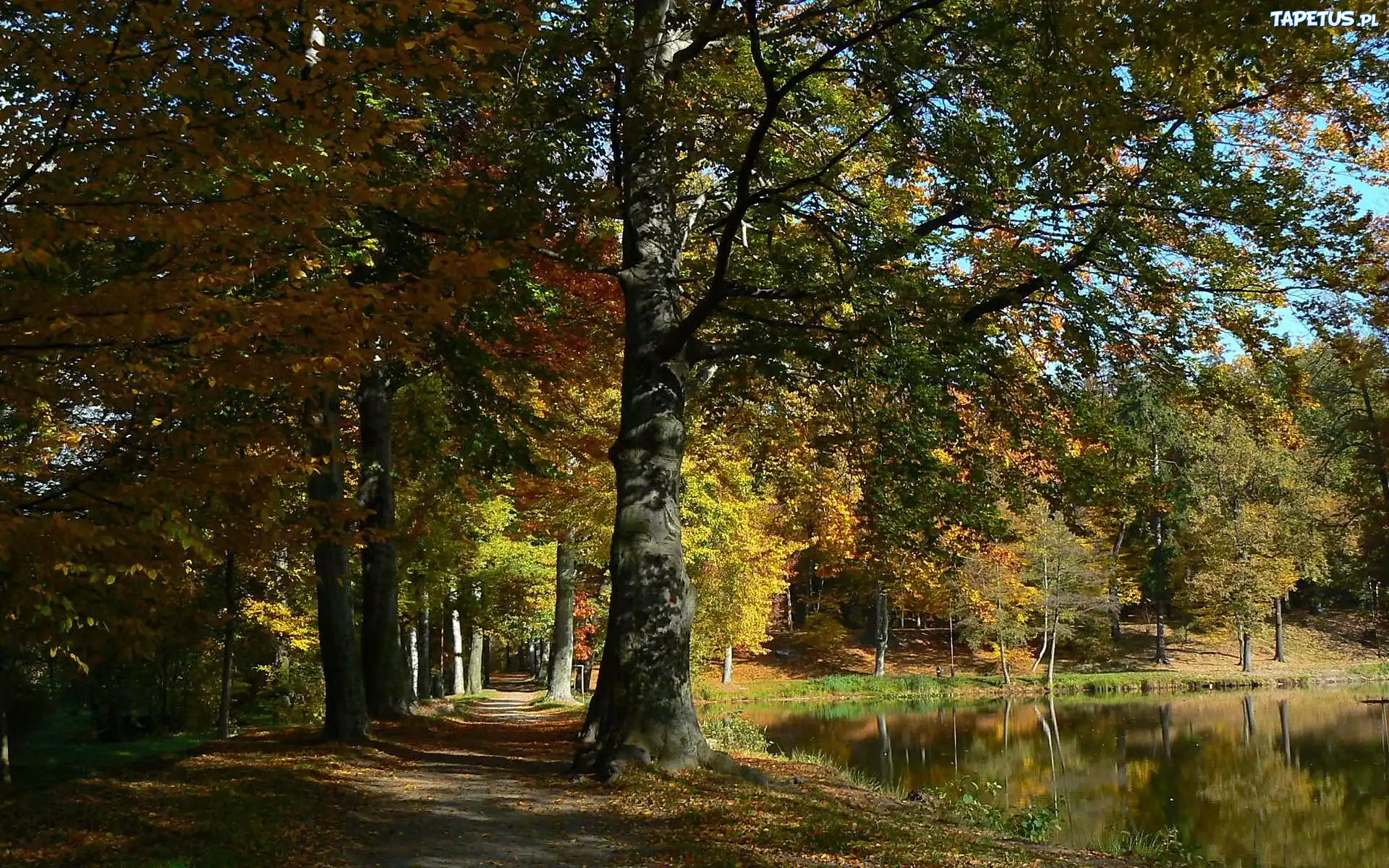 Jesień, Park, Staw