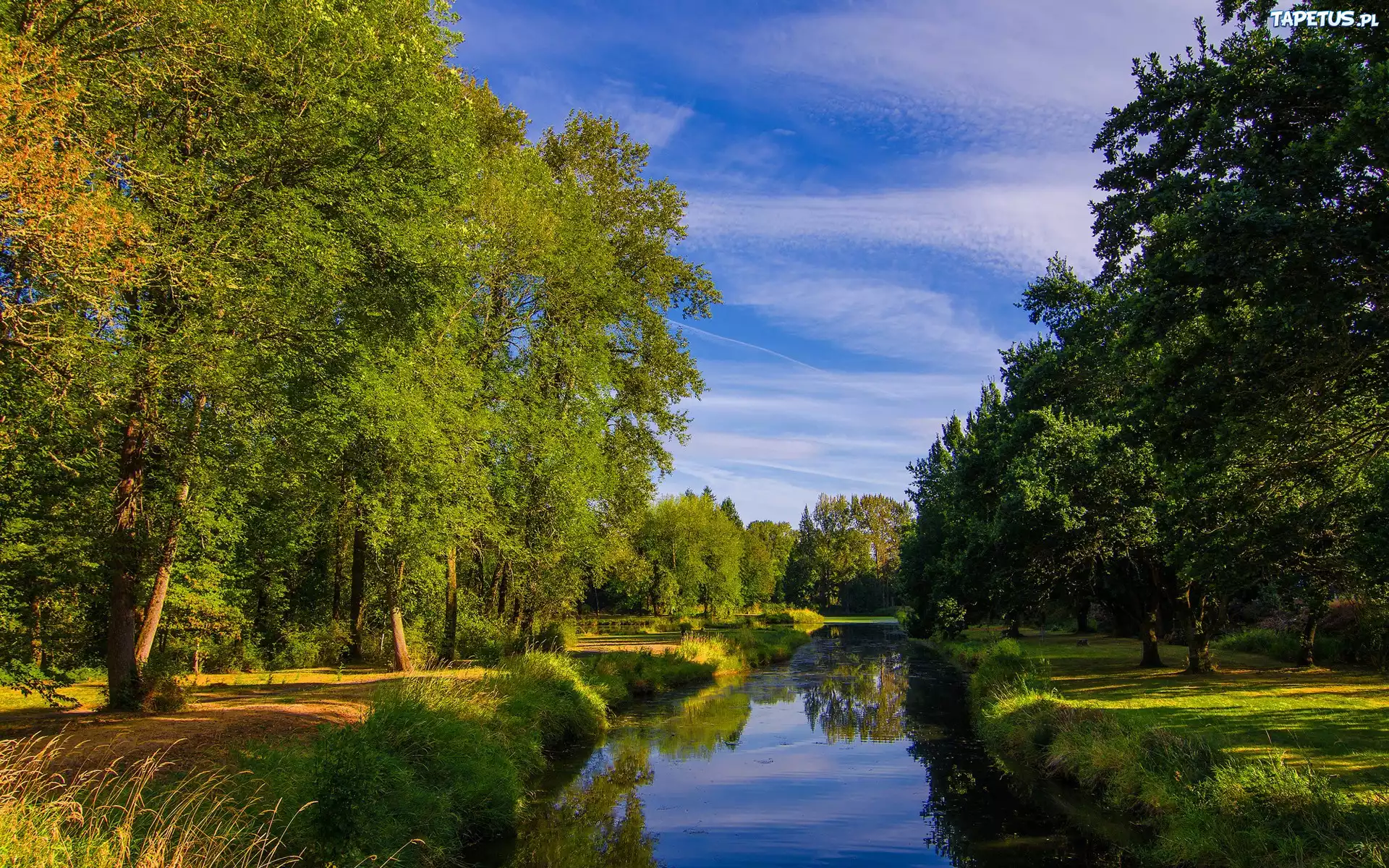 Park, Rzeka, Drzewa, Trawy