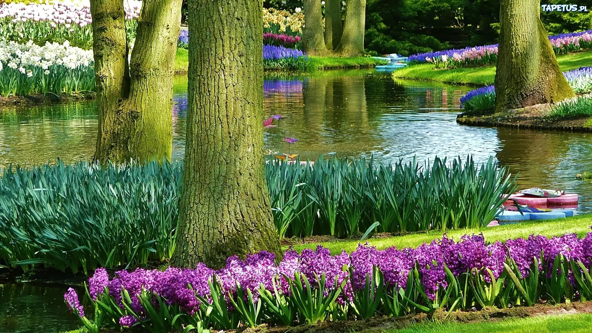 Park, Lato, Rzeka, Kwiaty, Keukenhof, Holandia