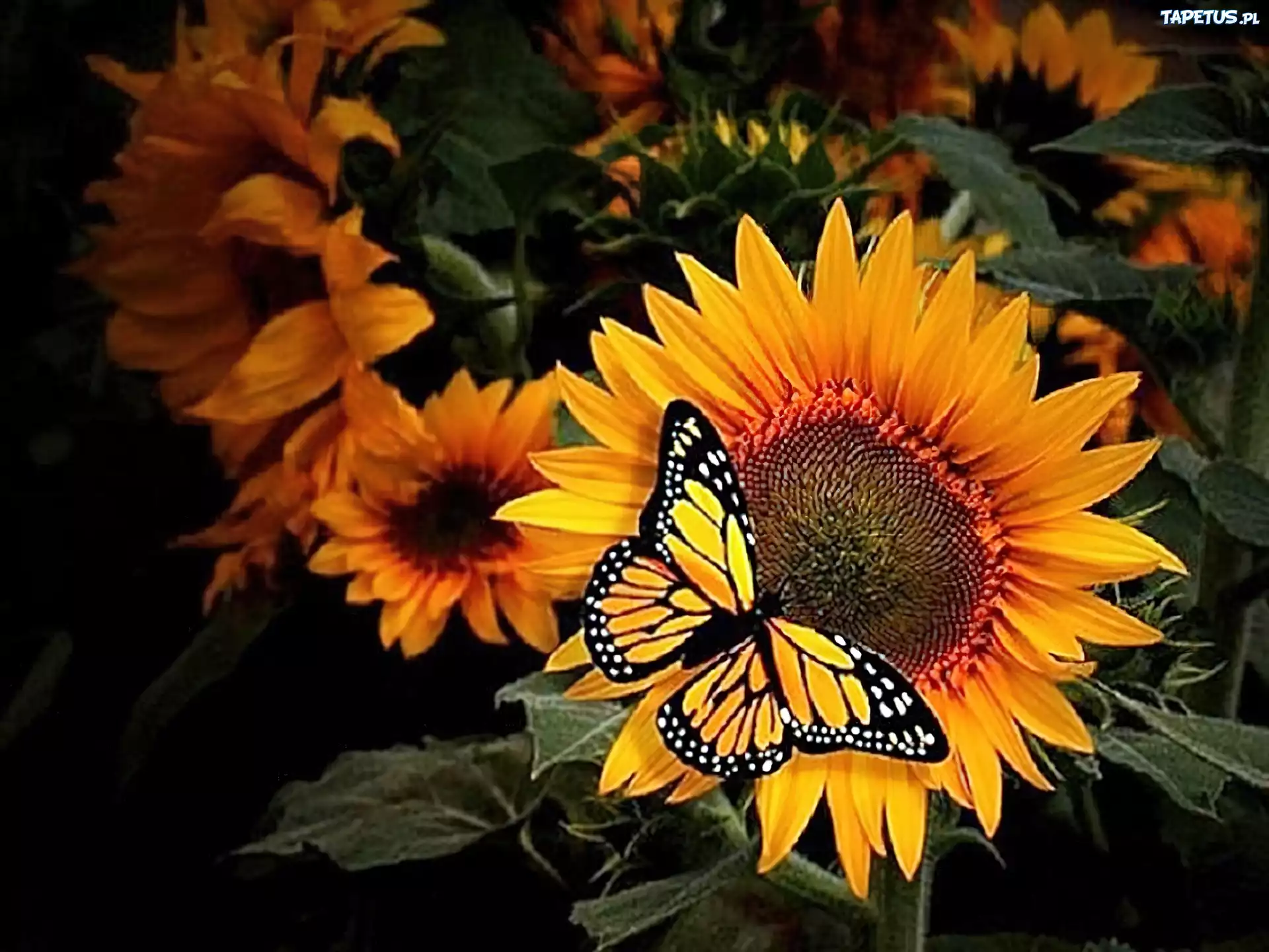 Motyl, Słoneczniki