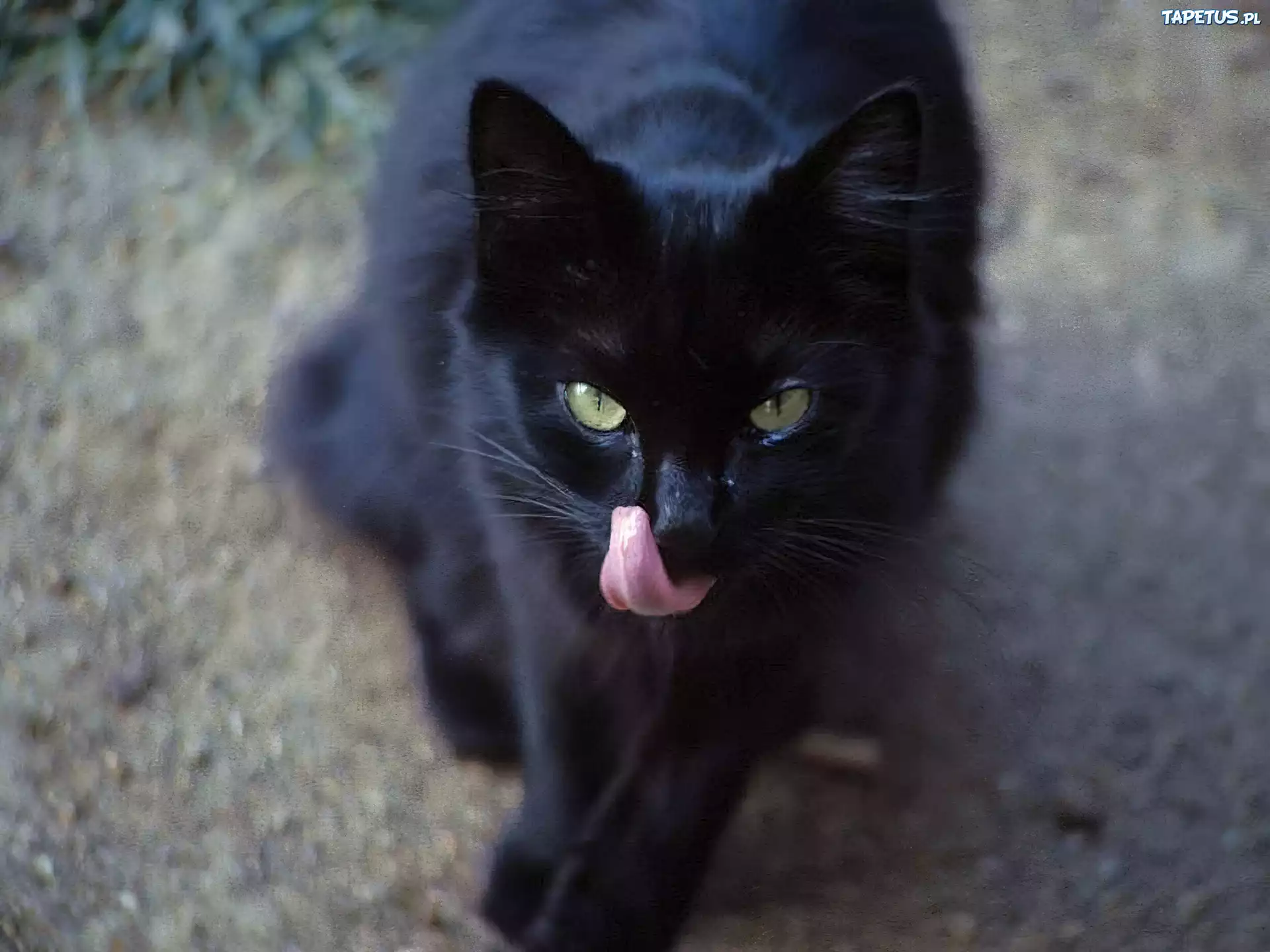 Белый галстук у черного кота 7 букв. Черная кошка. Кошечка черная. Красивая черная кошка. Красивый черный кот.